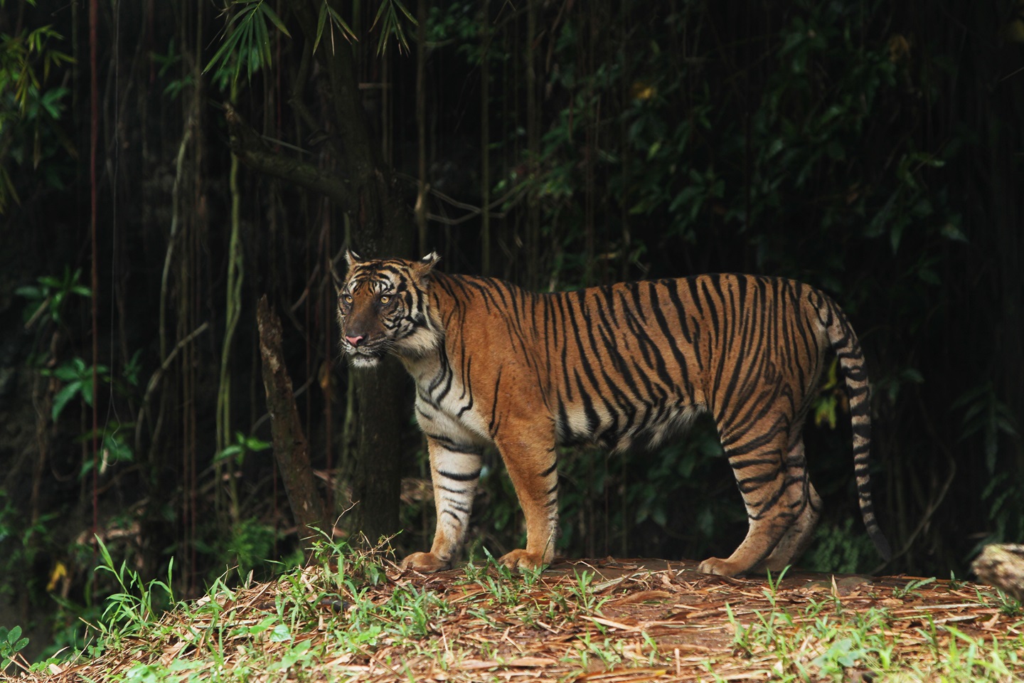 Harimau Sumatra yang terdapat di Riau