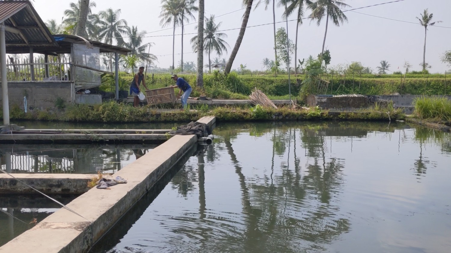 Lanskap Desa Ngrajek yang didominasi oleh kolam perikanan, sebuah potensi ekonomi dan wisata yang luar biasa | Foto: Dok. Tim KKN UGM Sangga Asa