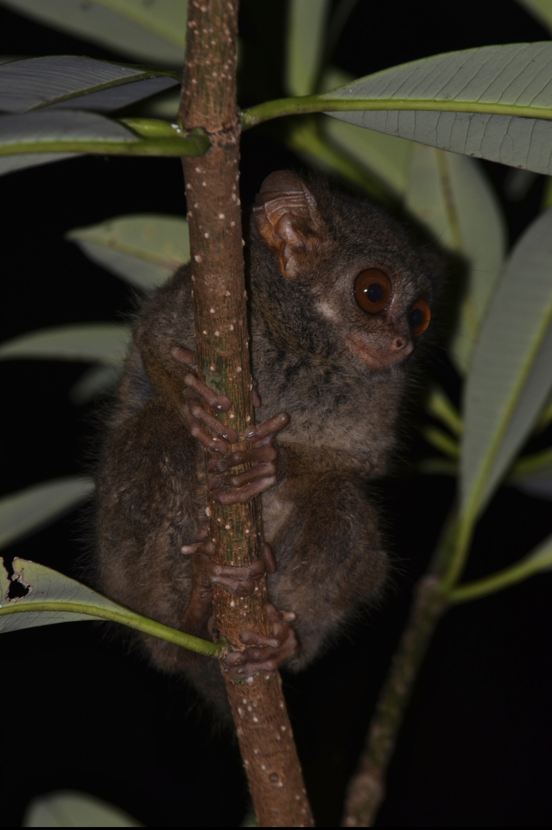 Tarsius, primata kecil yang ada di Sulawesi Tengah | Foto: (Dok. Direktorat Jenderal Konservasi Sumber Daya Alam dan Ekosistem).