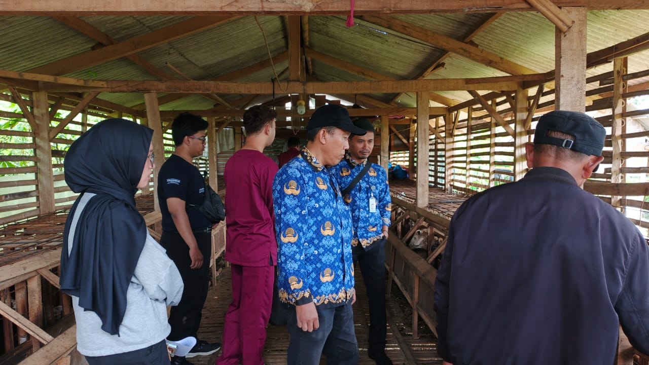Pemeriksaan kondisi hewan ternak
