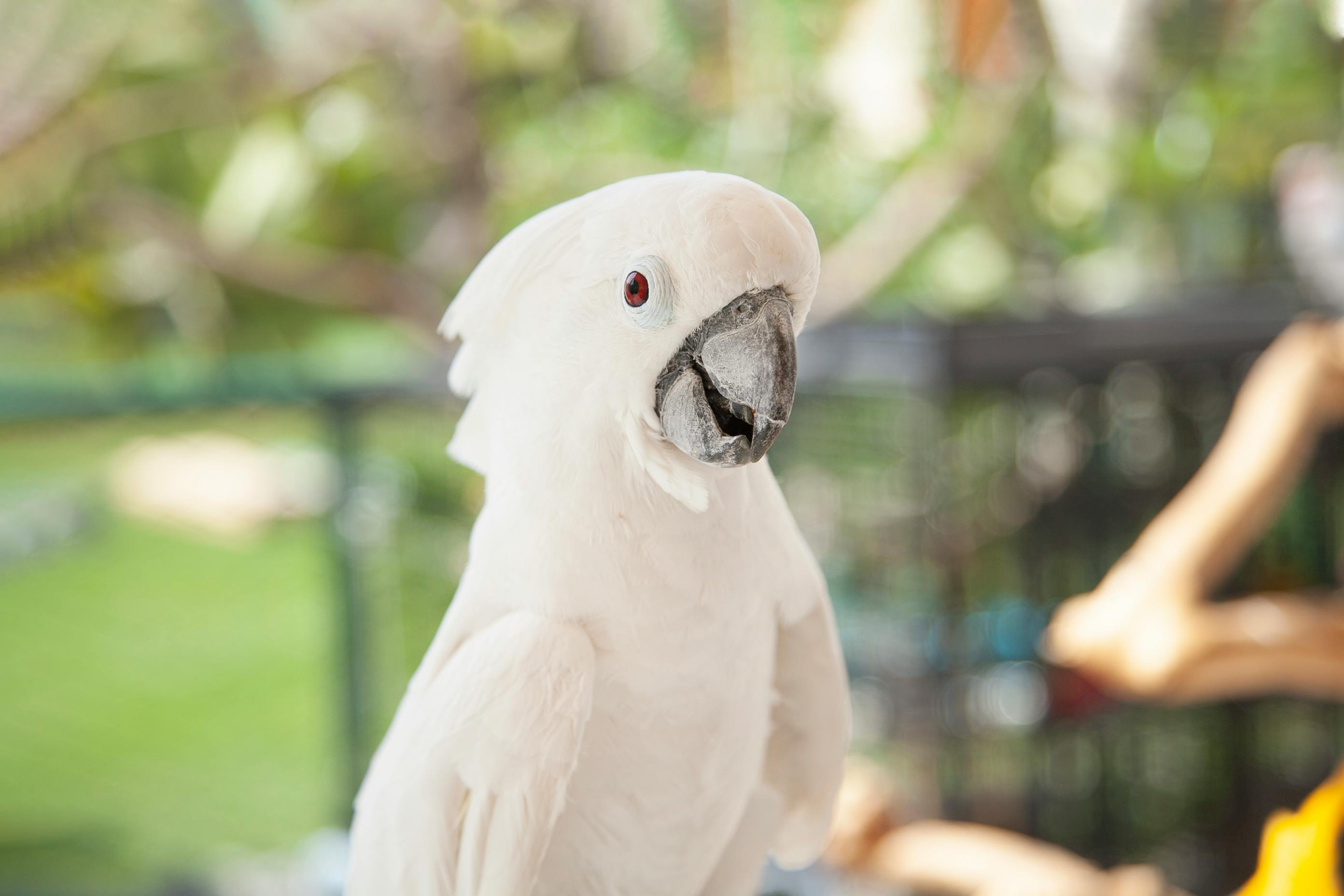 Burung kakatua jambul putih | Foto: (Archibald Marajas).