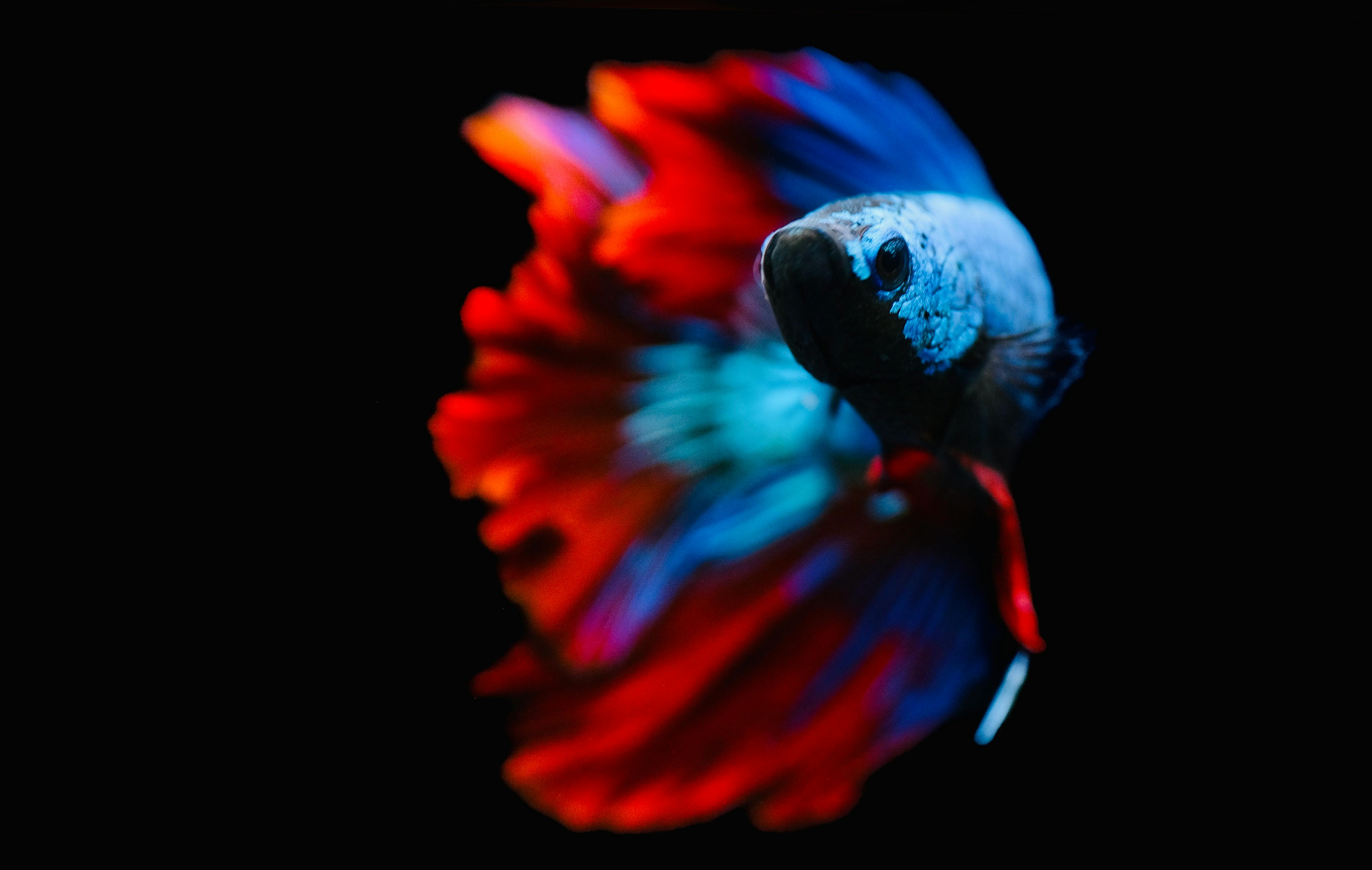 Ikan cupang warna-warni | Foto: (Pexels | Đỗ Minh Hà Tuấn).