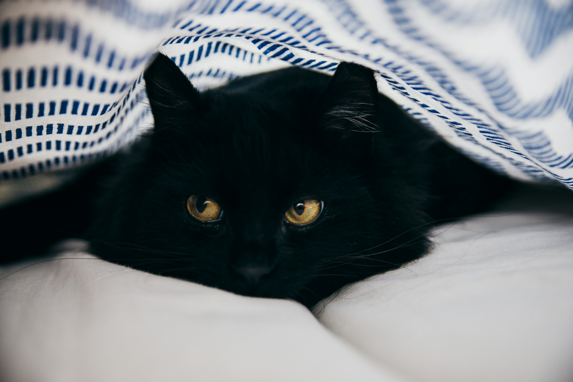 Kucing hitam | Foto oleh Andreea Popa (Unsplash)