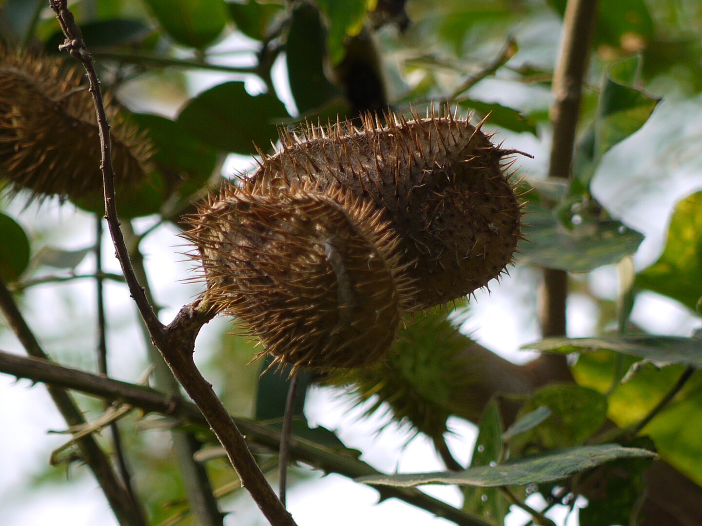 Foto: Buah Kalaloyang (Caesalpinia bonduc) 