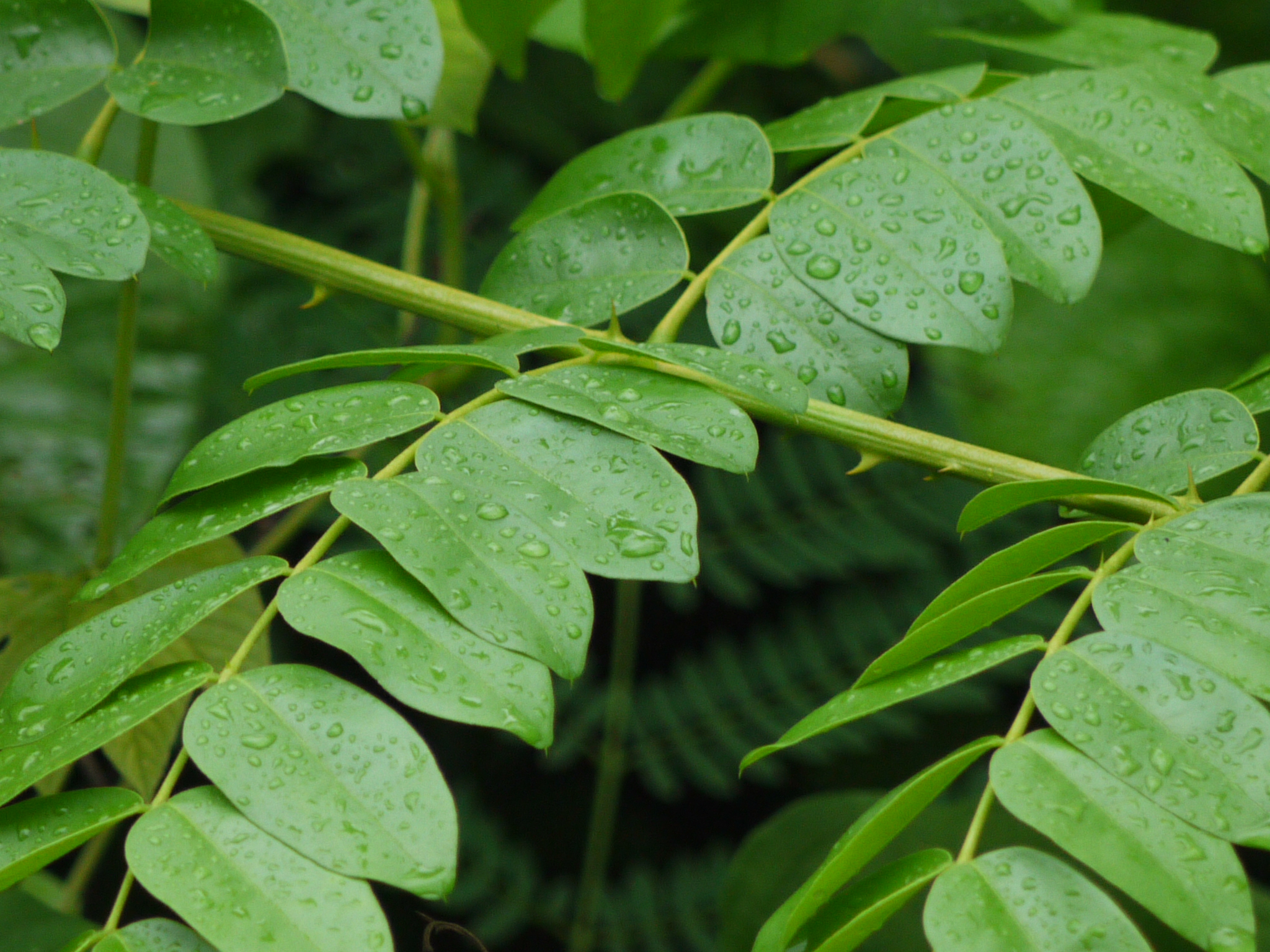 Foto Daun Kalaloyang (Caesalpinia bonduc)