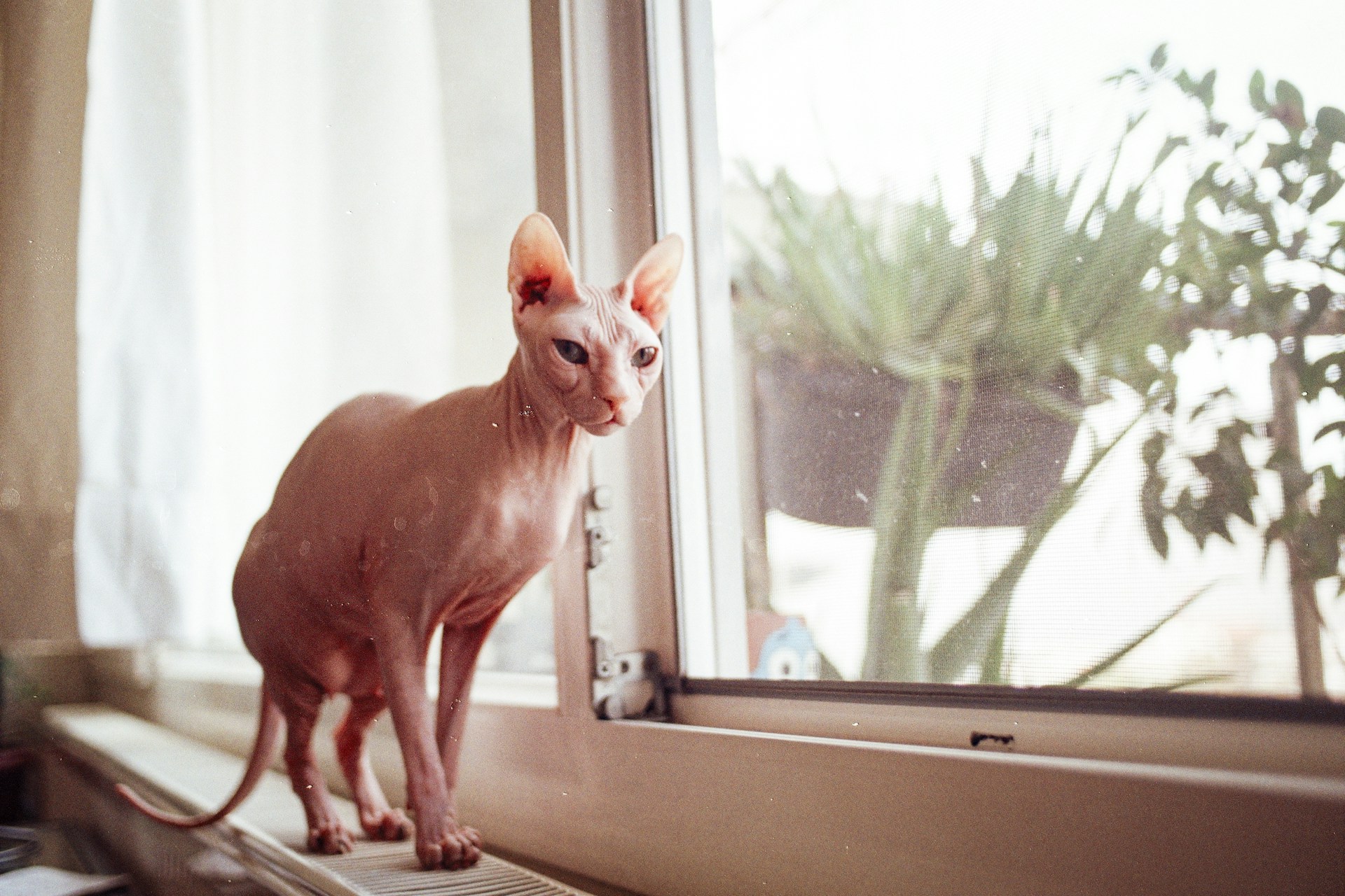 Kucing Spyhnx | Foto oleh Deniz Demirci (Unsplash)