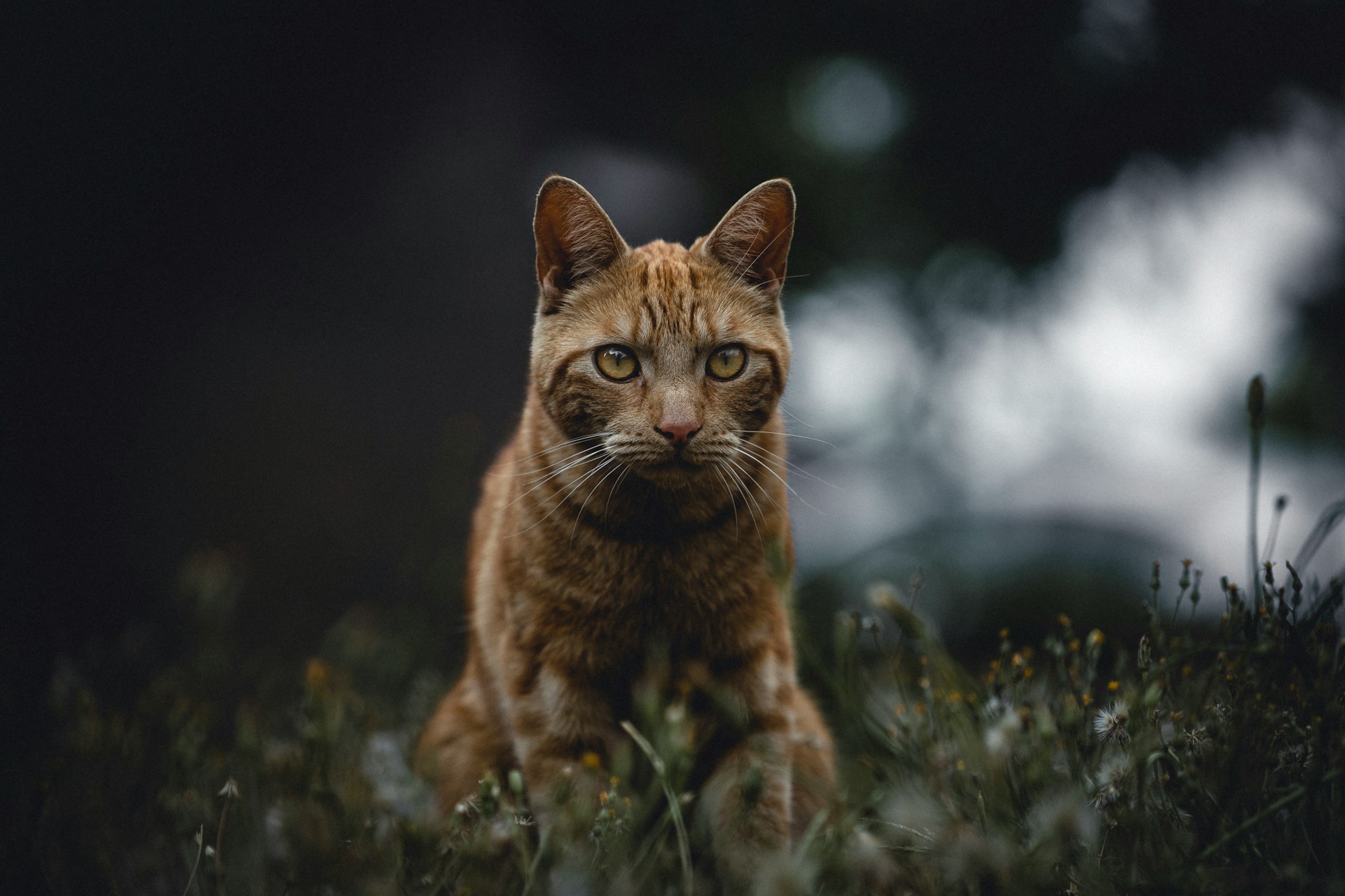 Kucing berwarna jingga | Foto oleh Gijs Coolen (Unsplash)