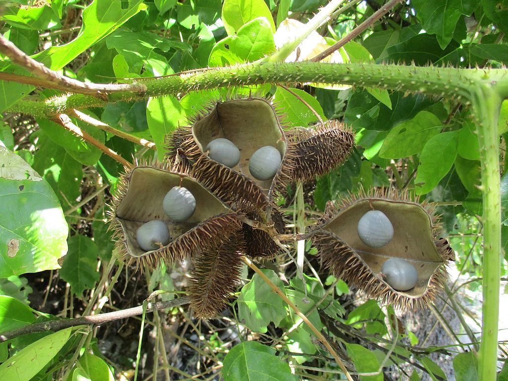 Foto: Biji Buah Kalaloyang (Caesalpinia bonduc)