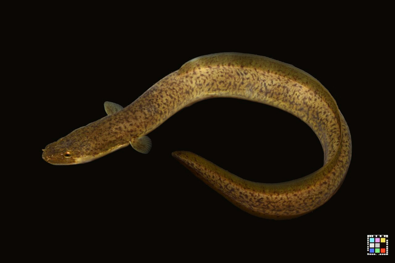 Ikan sidat | Wikimedia Commons Ffish.asia