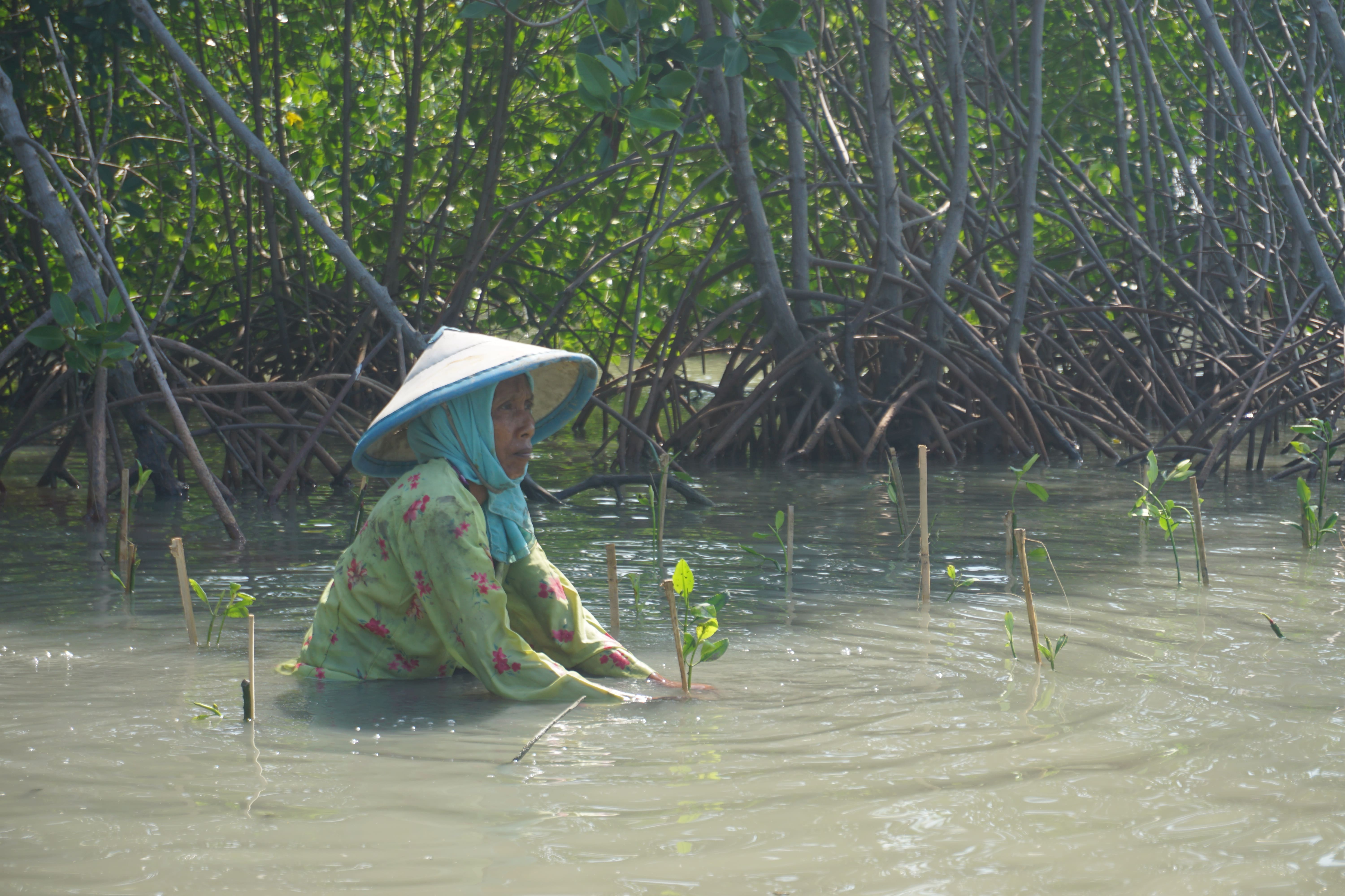 Mak Jah mangrove sedang menanam mangrove di wilayah Bedono