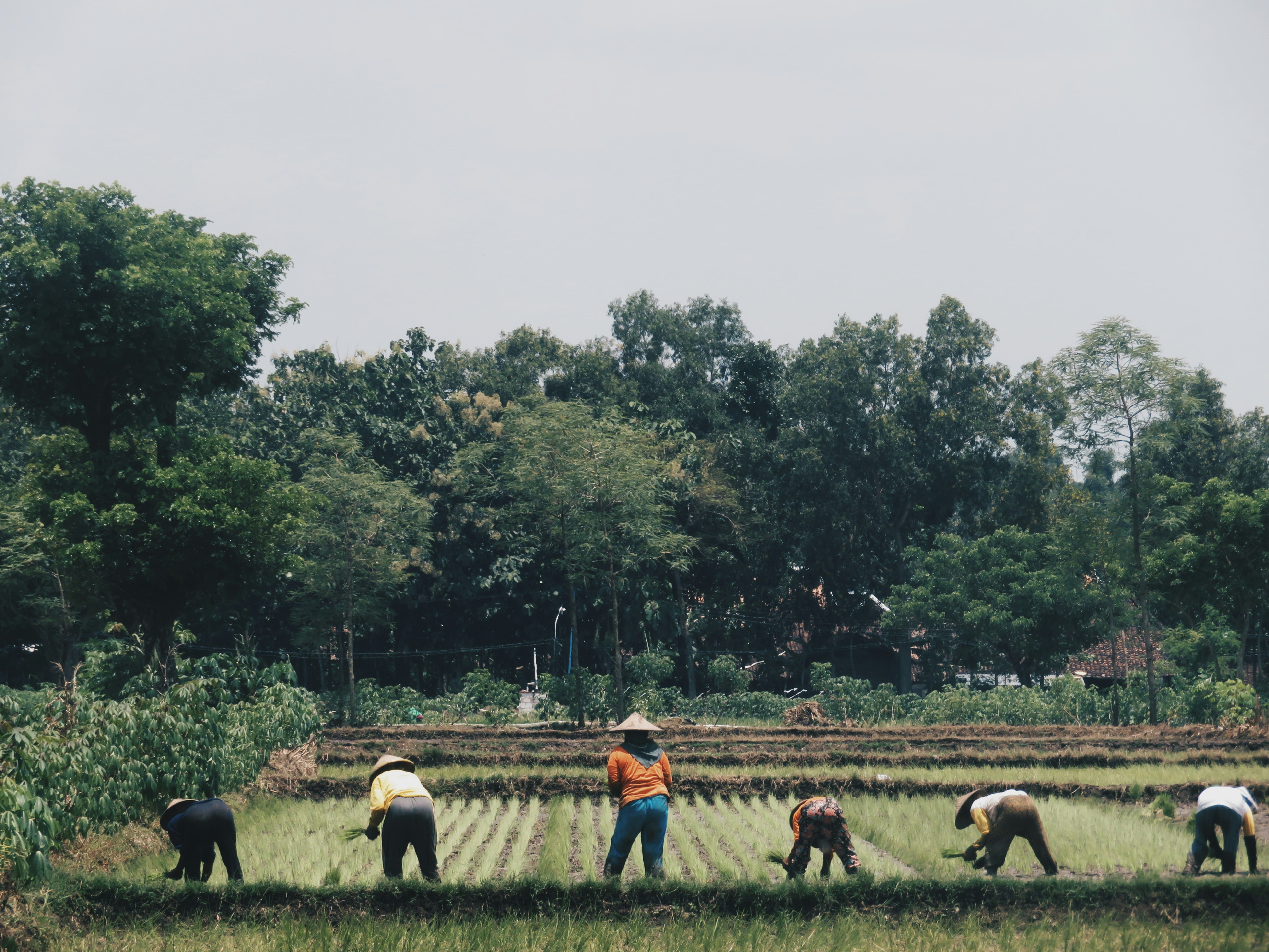 Penanaman Padi di Jawa Tengah | Foto: unsplash| Nuril Fikriyah