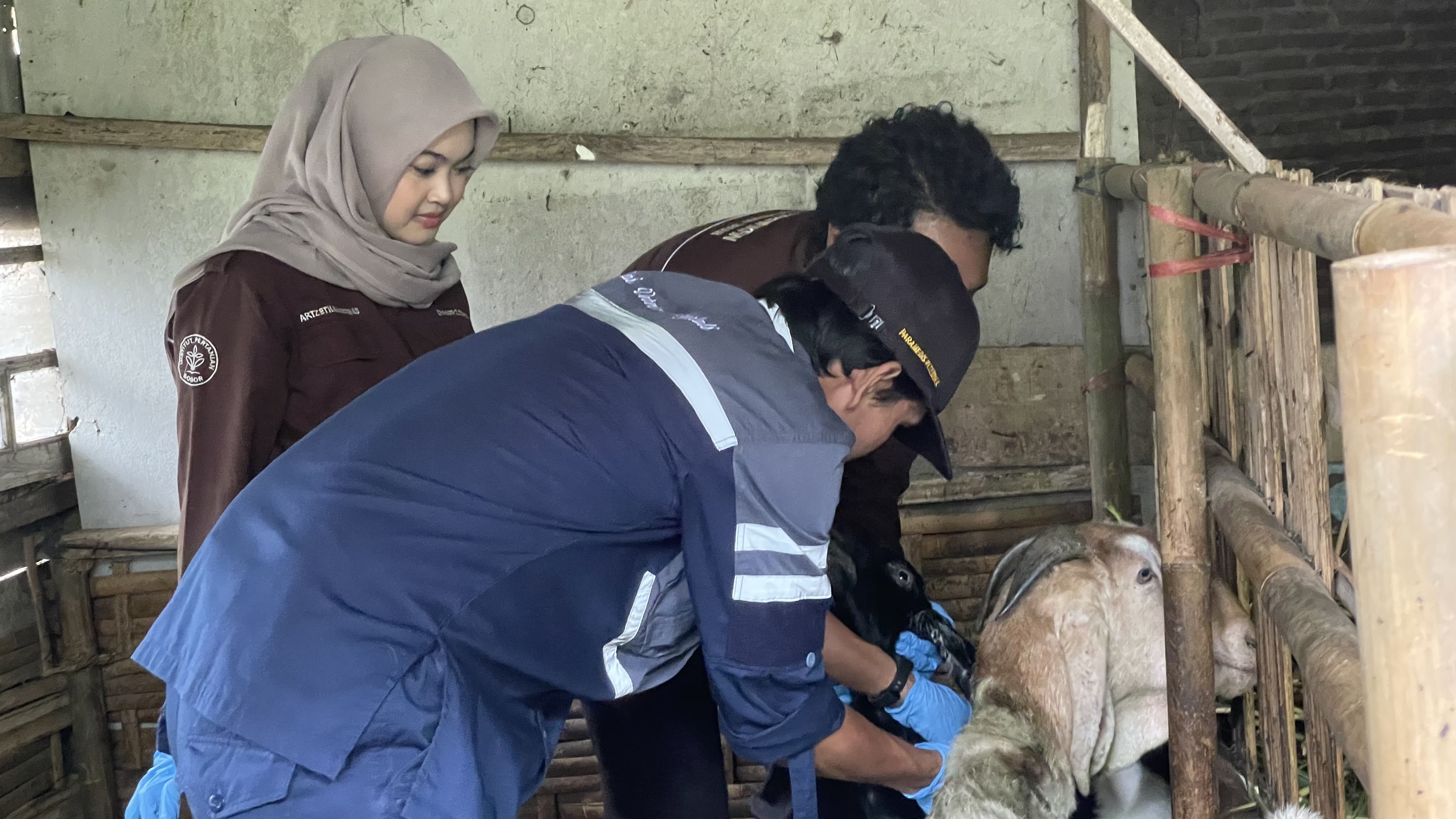 Mahasiswa KKN IPB University bersama Balai Penyuluhan Pertanian (BPP) memberikan layanan kesehatan ternak kambing di Desa Paweden.