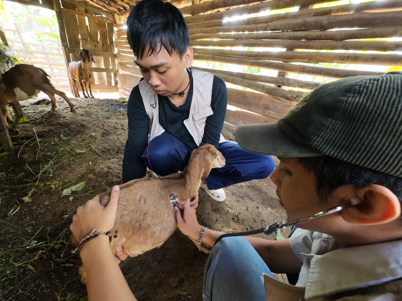 Dokumentasi Pemeriksaan Kambing oleh Mahasiswa KKN-T IPB University