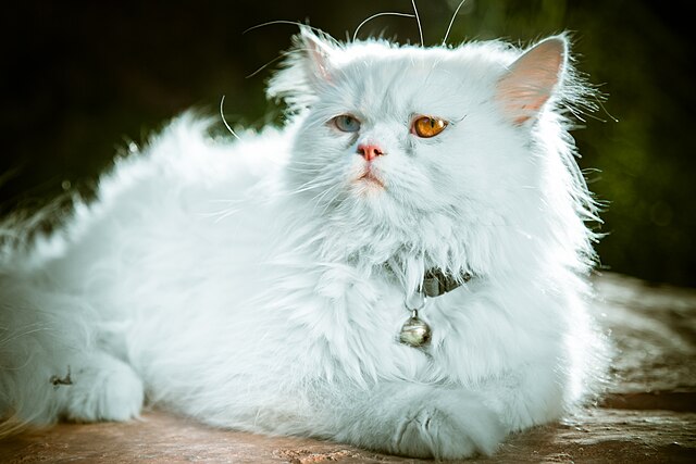 Kucing persia | Foto oleh Pouria Afkhami (pixoos) - Wikimedia