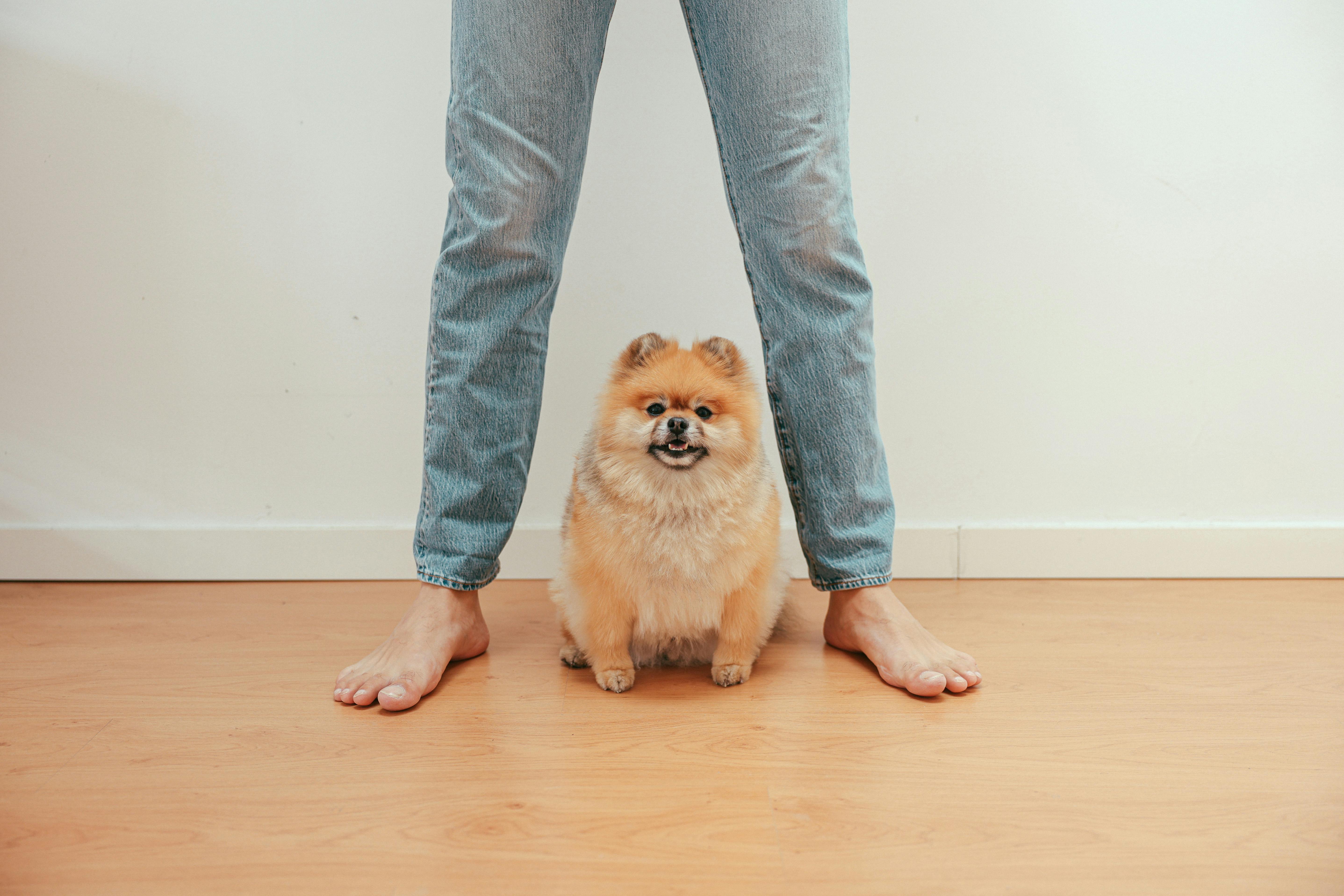 Anjing peliharaan ras Pomeranian | Foto: (Pexels | Cup of Couple).