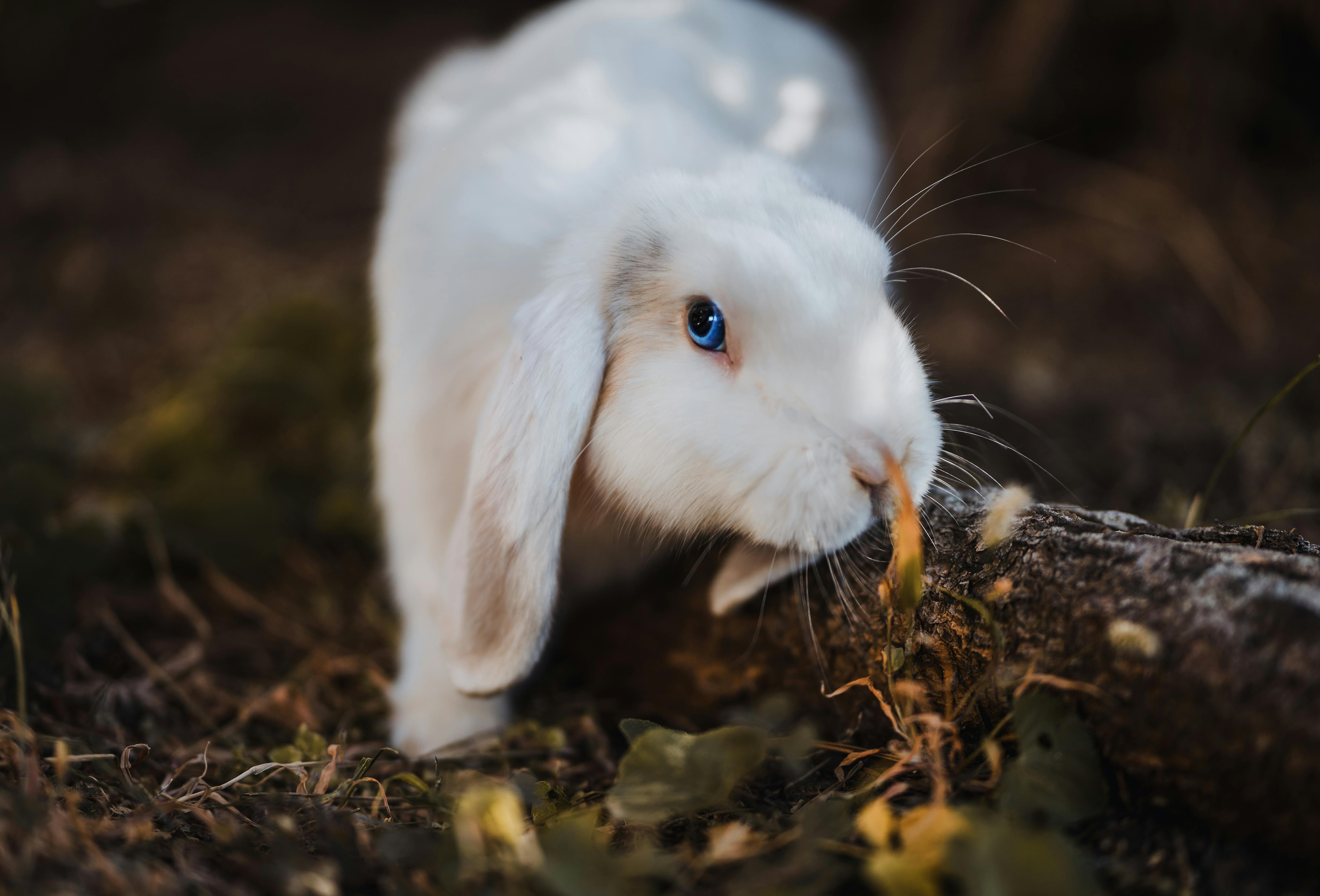 Kelinci yang lucu | Foto: (Pexels | David Bartus).