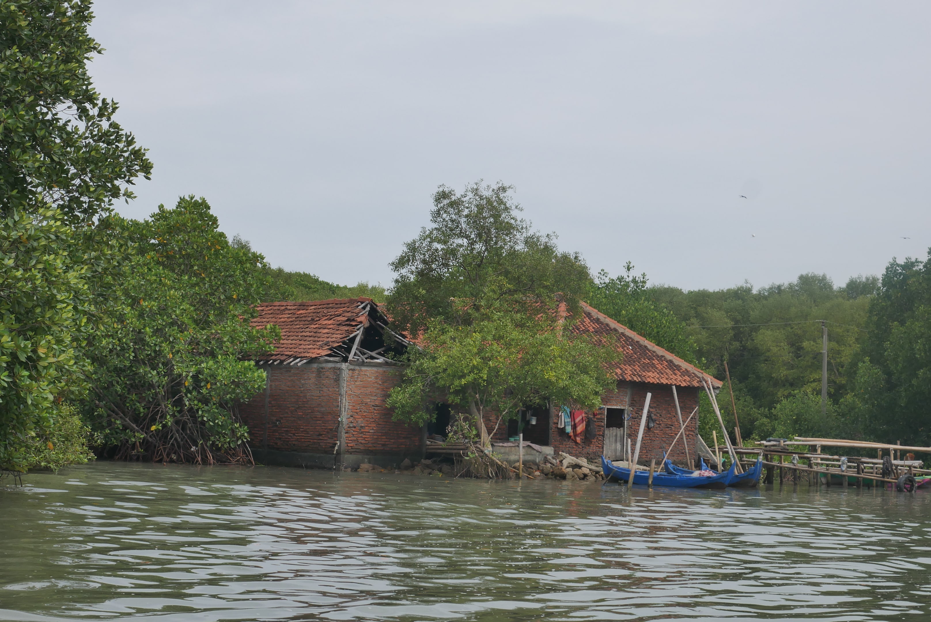 rumah mak jah mangrove di tengah tenggelamnya desa bedono