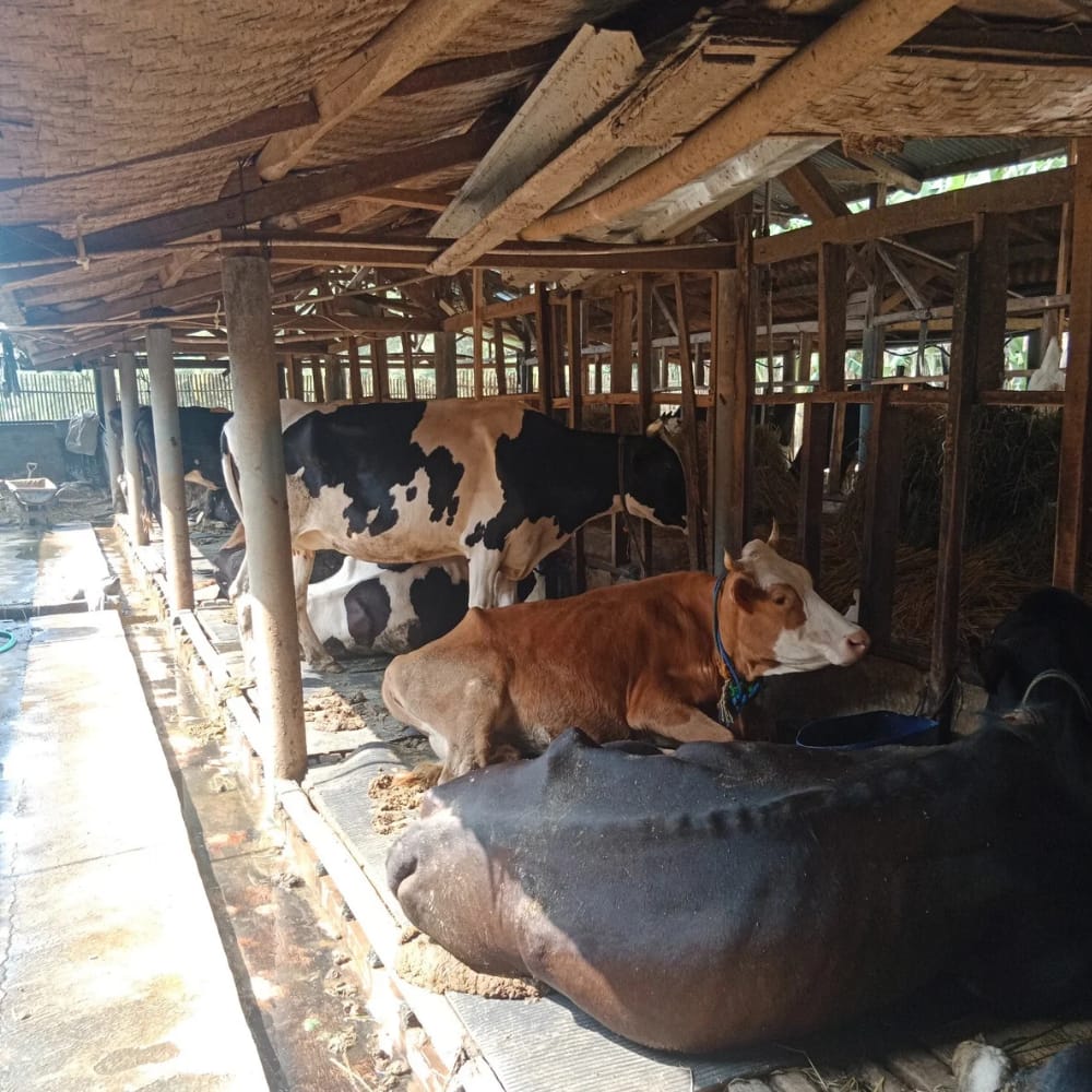 Peternakan sapi Pak Aceng