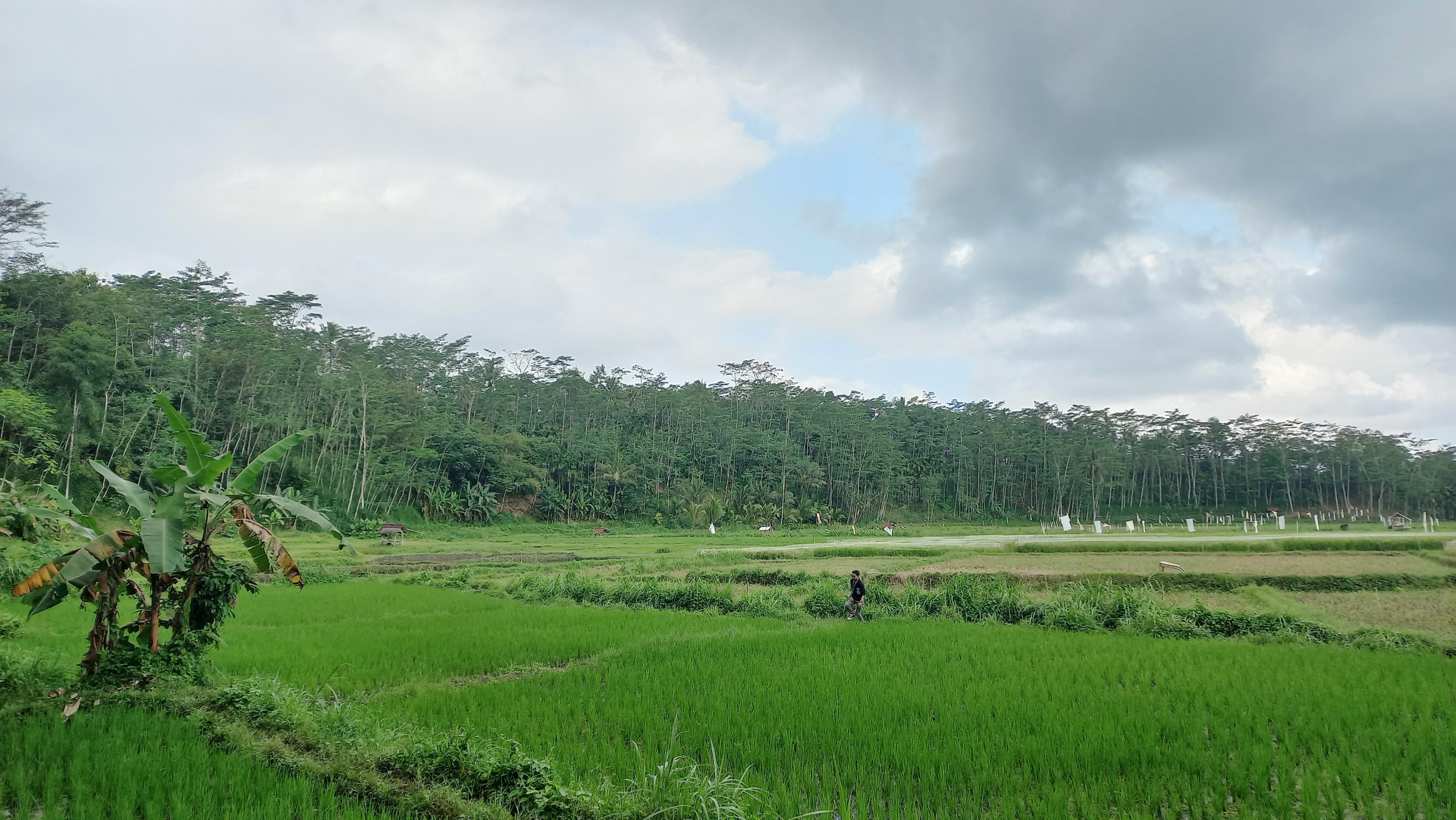 Pematang Sawah di Ranuwurung | Dokumentasi Pribadi