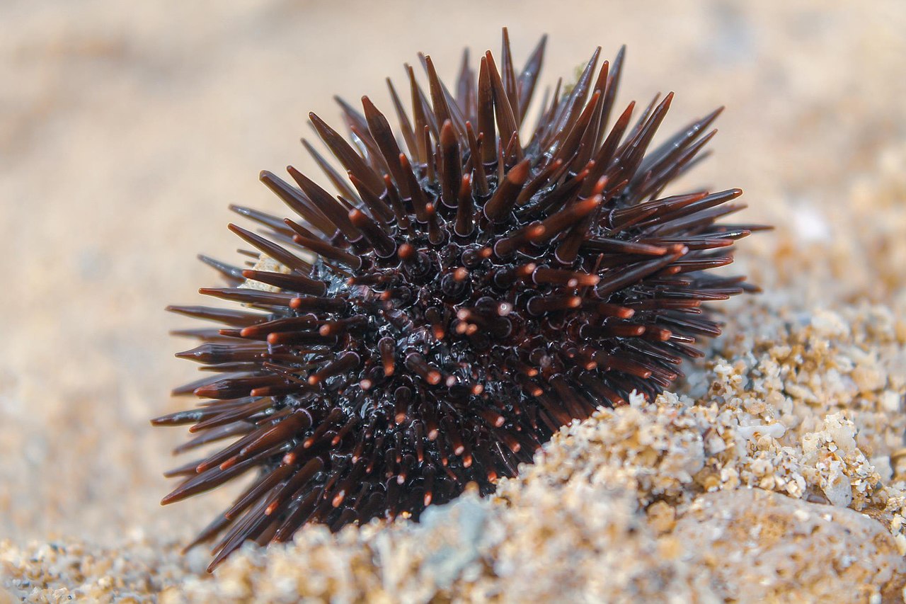 gambar hewan bulu babi laut atau landak laut | sumber: wikimedia commons