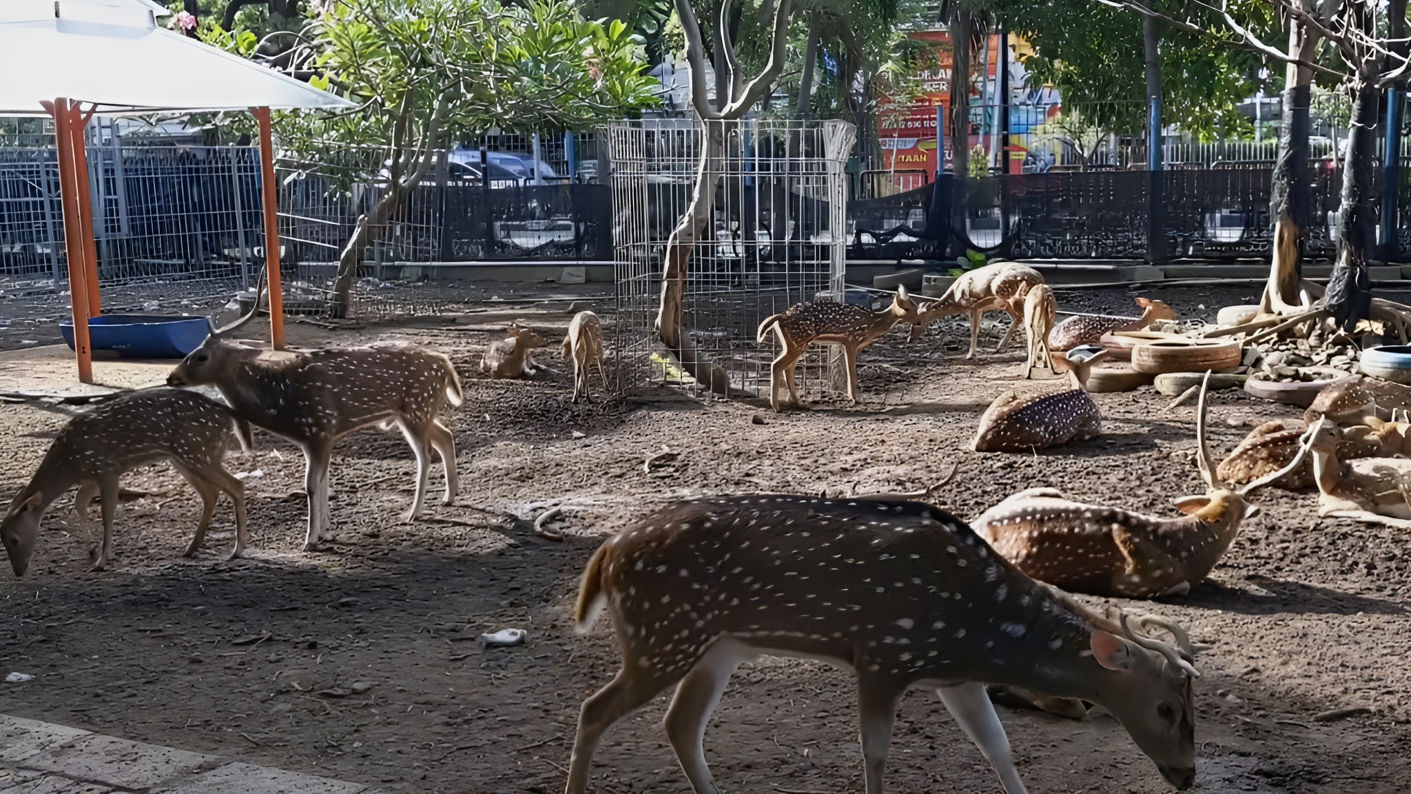 Taman Flora Surabaya / dok.pribadi