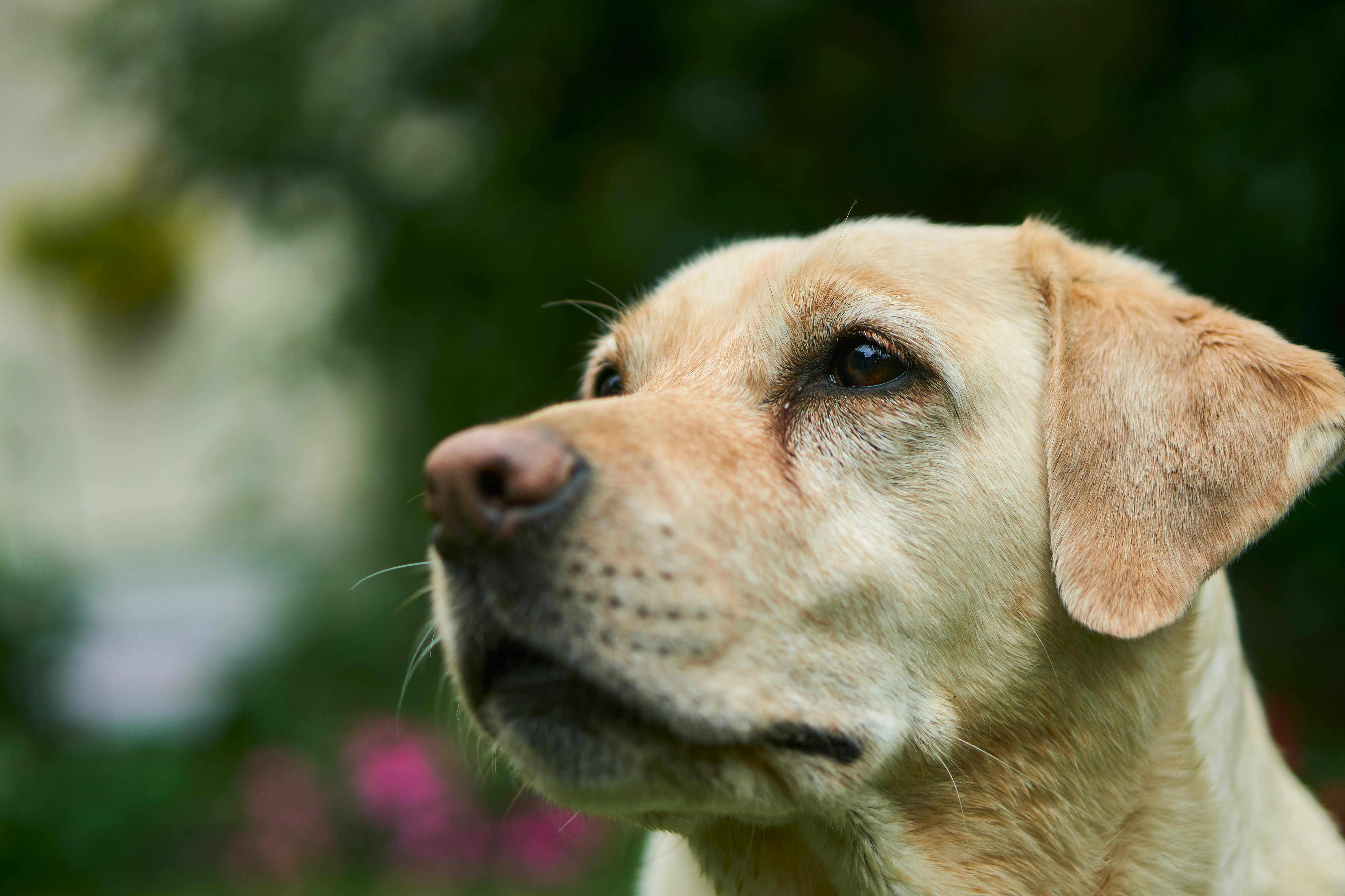 Foto Anjing Pelacak Labrador Retriever