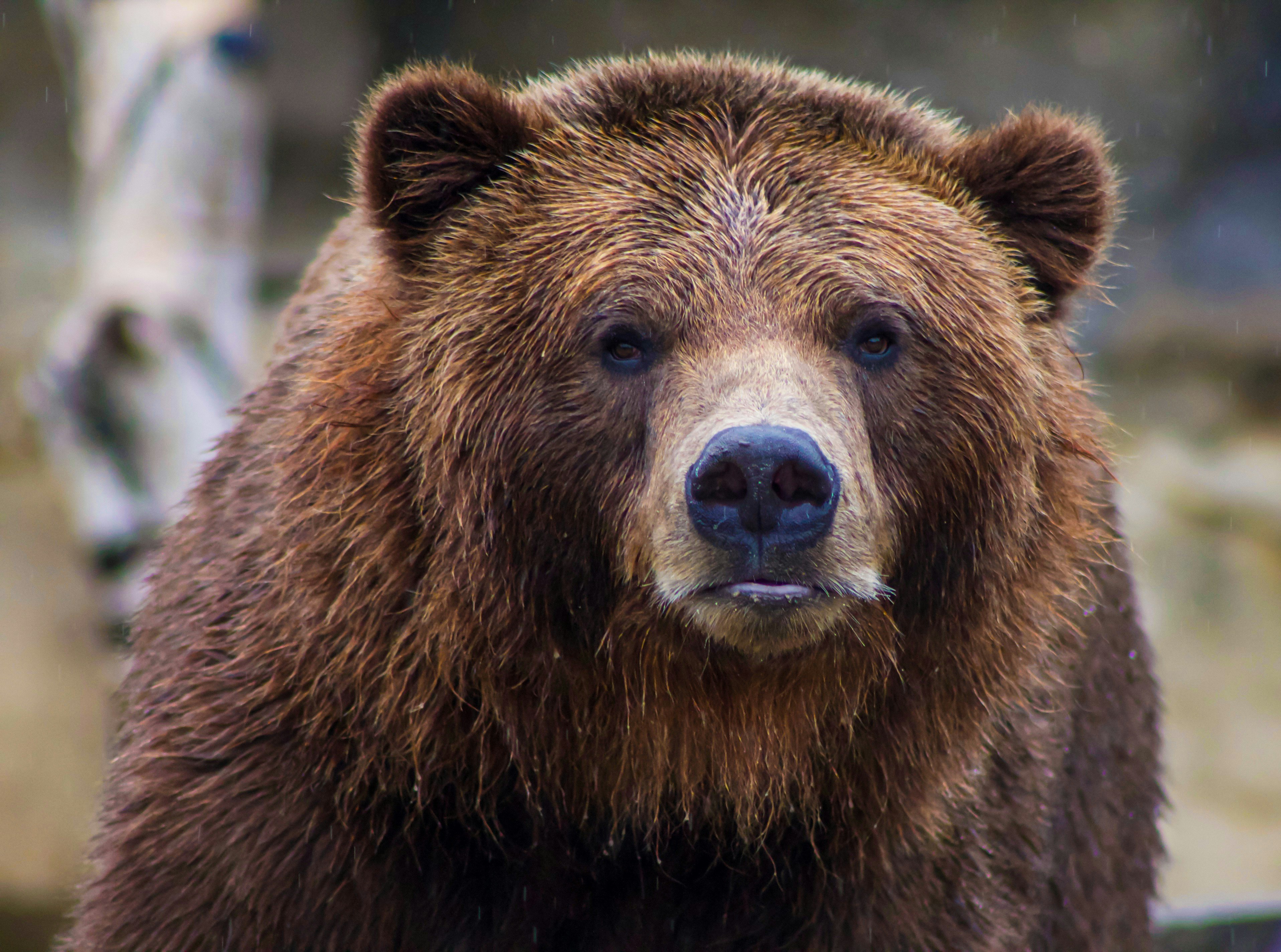 Ilustrasi Beruang Grizzly | Feepik