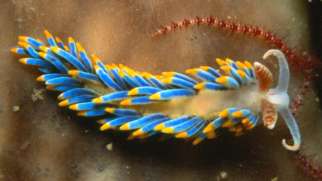 Gambar Nudibranch atau Nudibranchie, Hewan Invertebrata dengan Huruf N dalam Namanya | Sumber: Wikimedia Commons @Géry PARENT