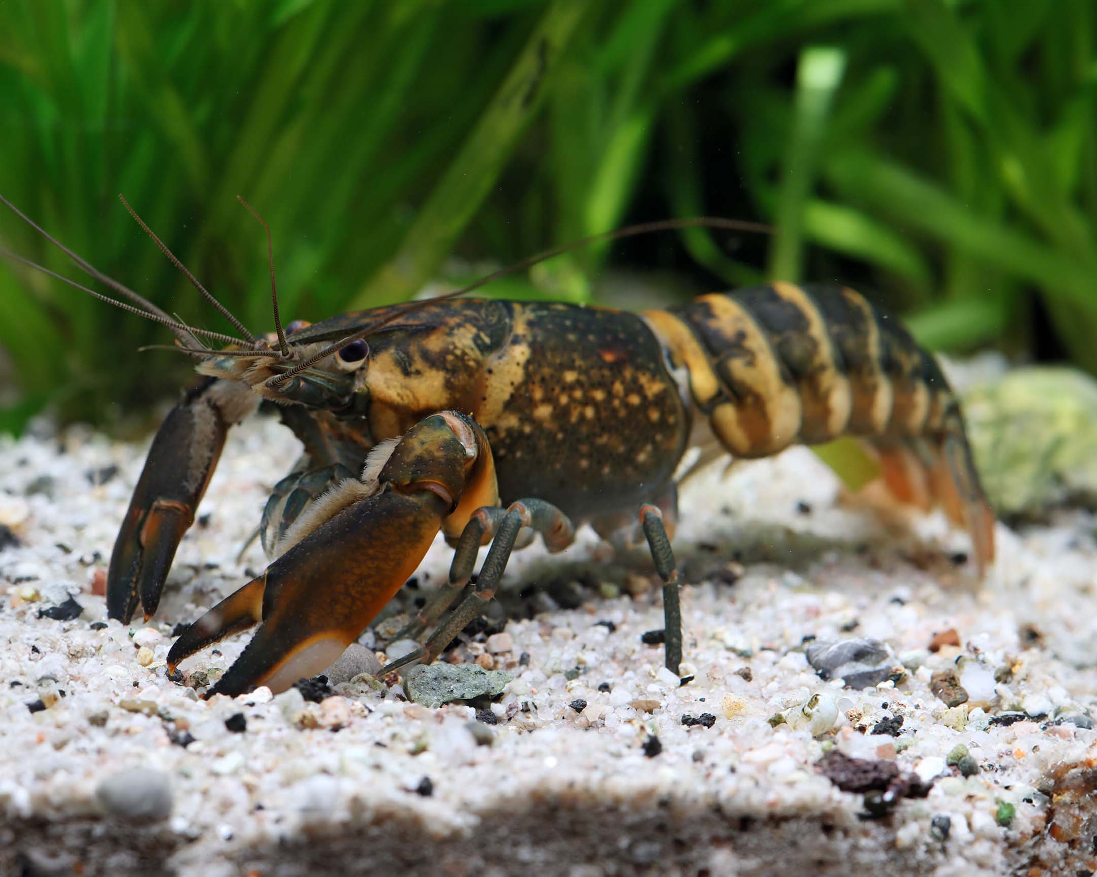 udang selingkuh (Cherax monticola)