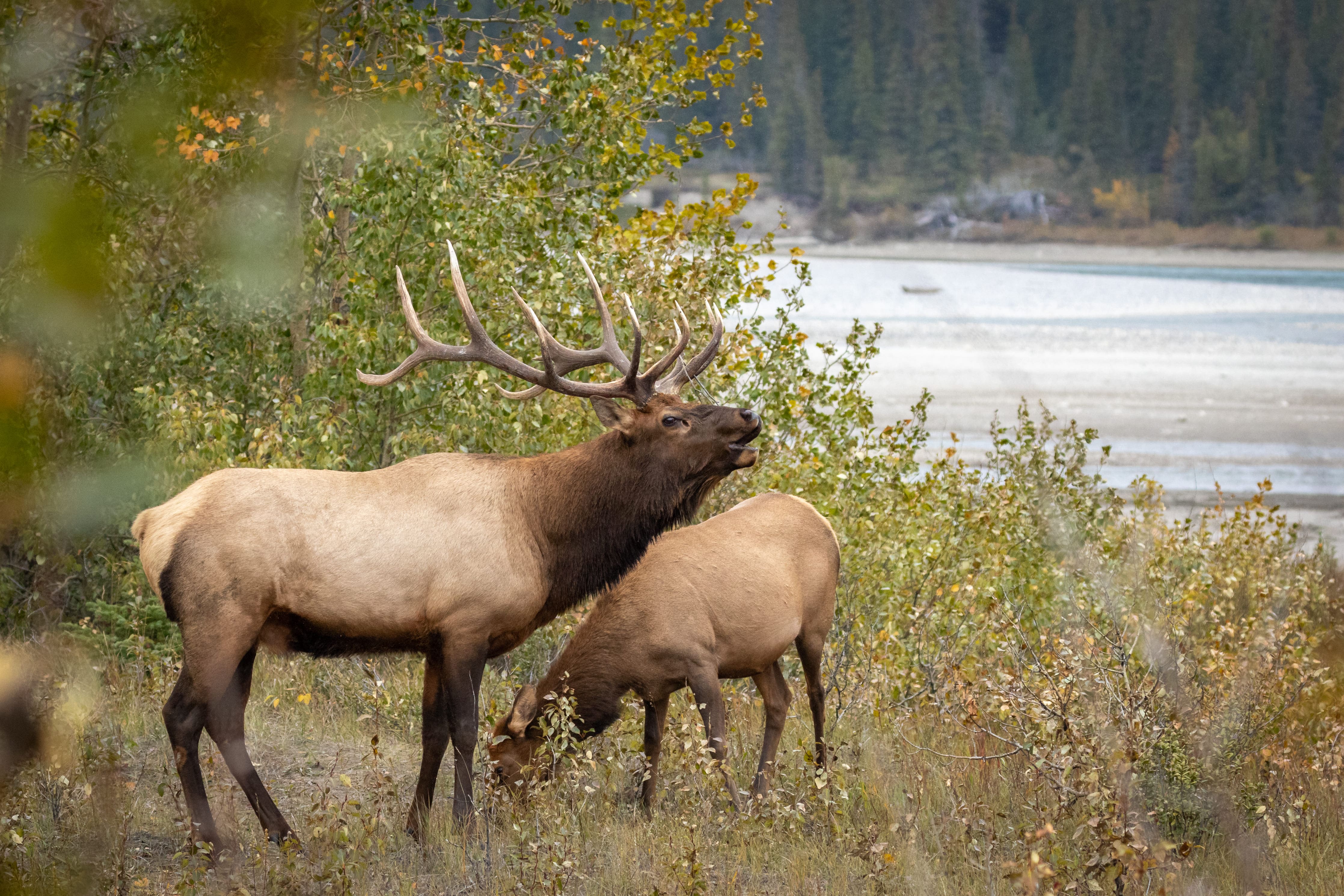 Ilustrasi Rusa Alaska | Freepik