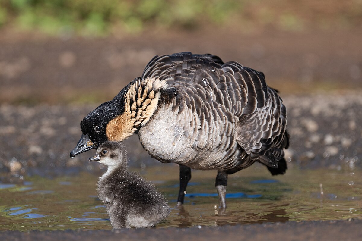 Gambar Nene atau Angsa Hawaii | Sumber: Wikimedia Commons @USFWS - Pacific Region