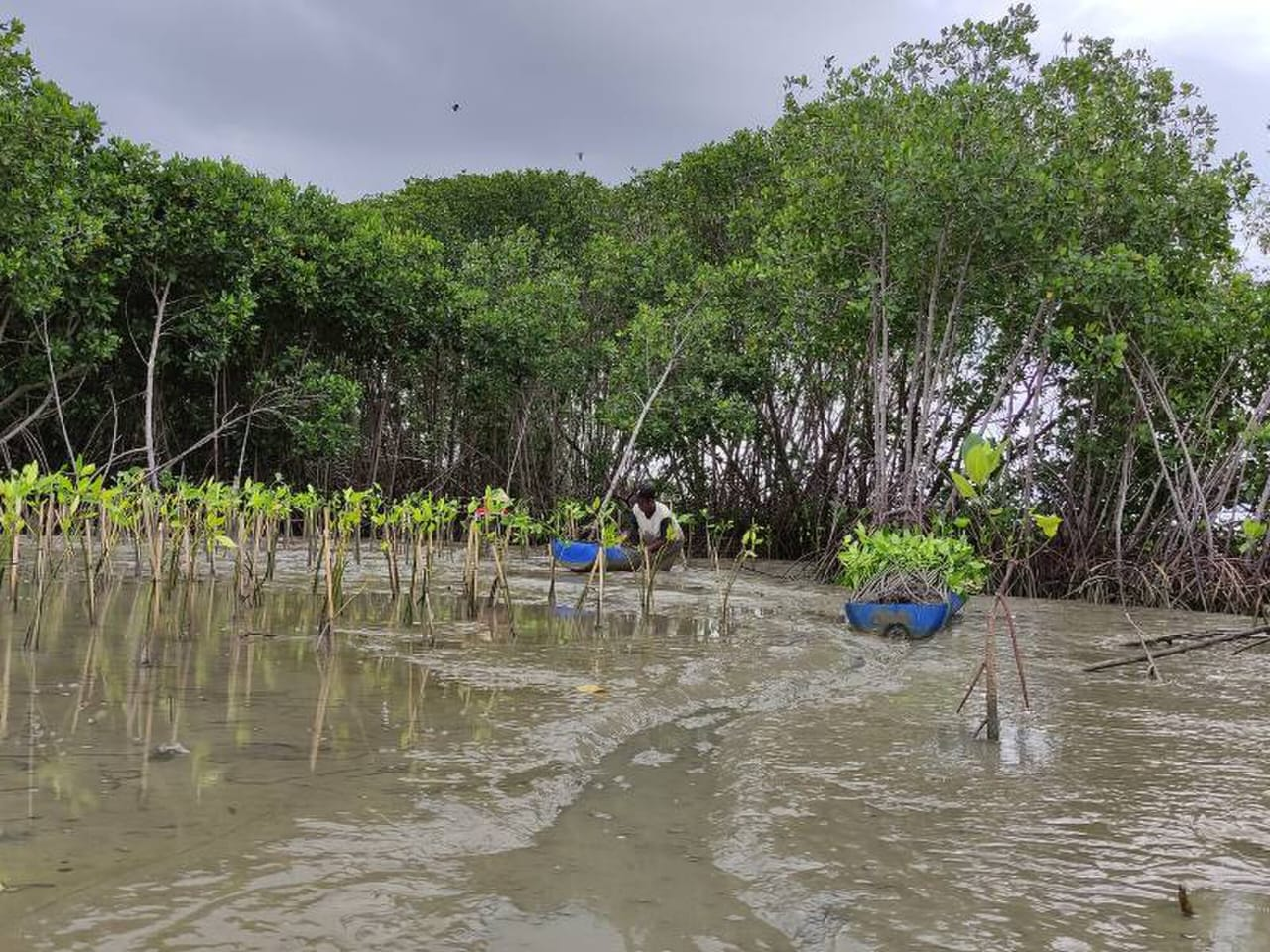 Penanaman pohon di Desa Bedono | Foto: (Wikimedia Commons | Tim LindungiHutan)