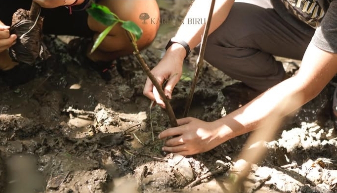 Karbon Biru tanam bakau di kawasan pesisir | Foto: Instagram/@karbonbiru