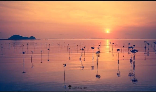 Mangrove hasil tanam Karbon Biru | Foto: Instagram/@karbonbiru