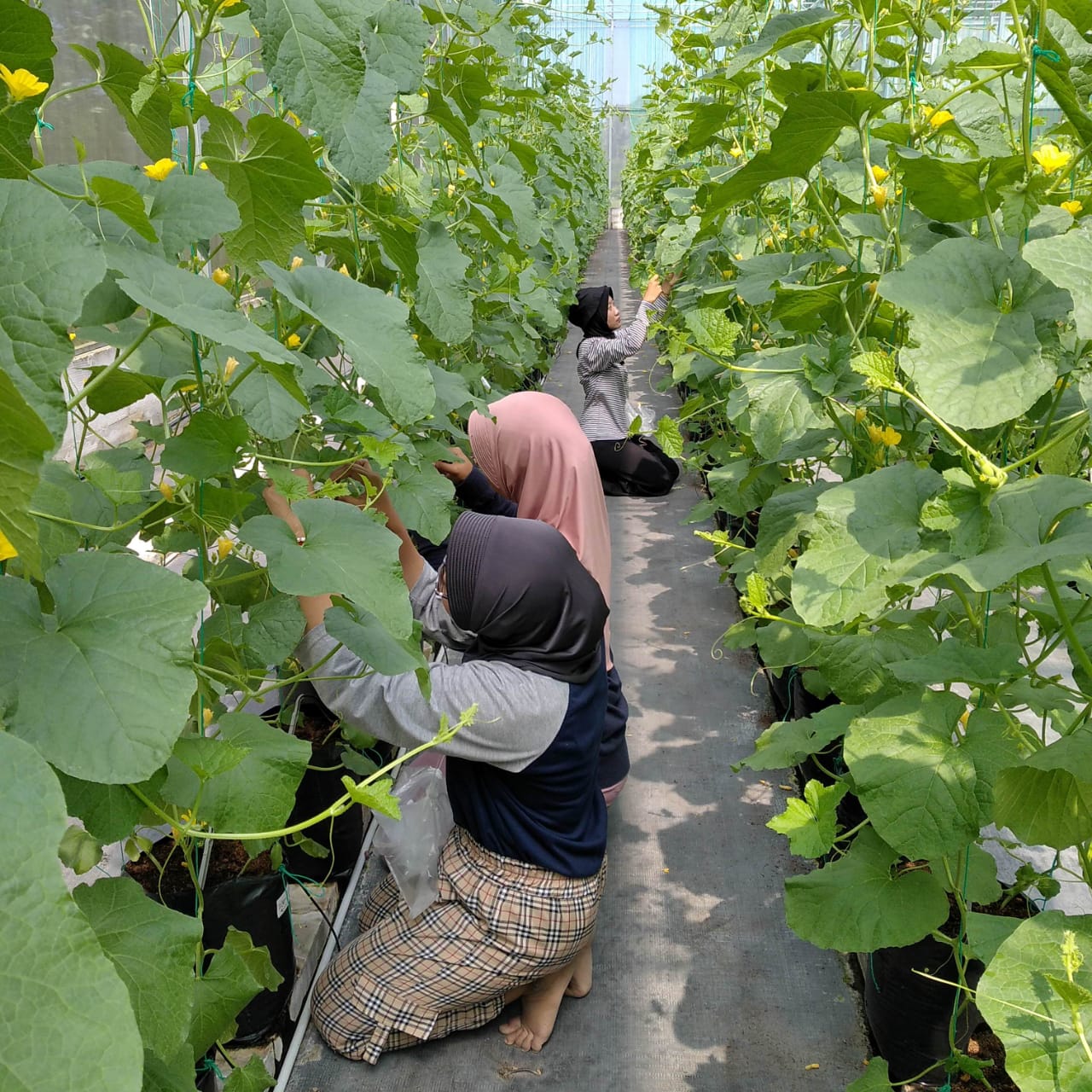 Khansa dan temannya sedang melakukan penelitian melon di PT Fitotech Agri Lestari (Dokumentasi oleh Khansa).