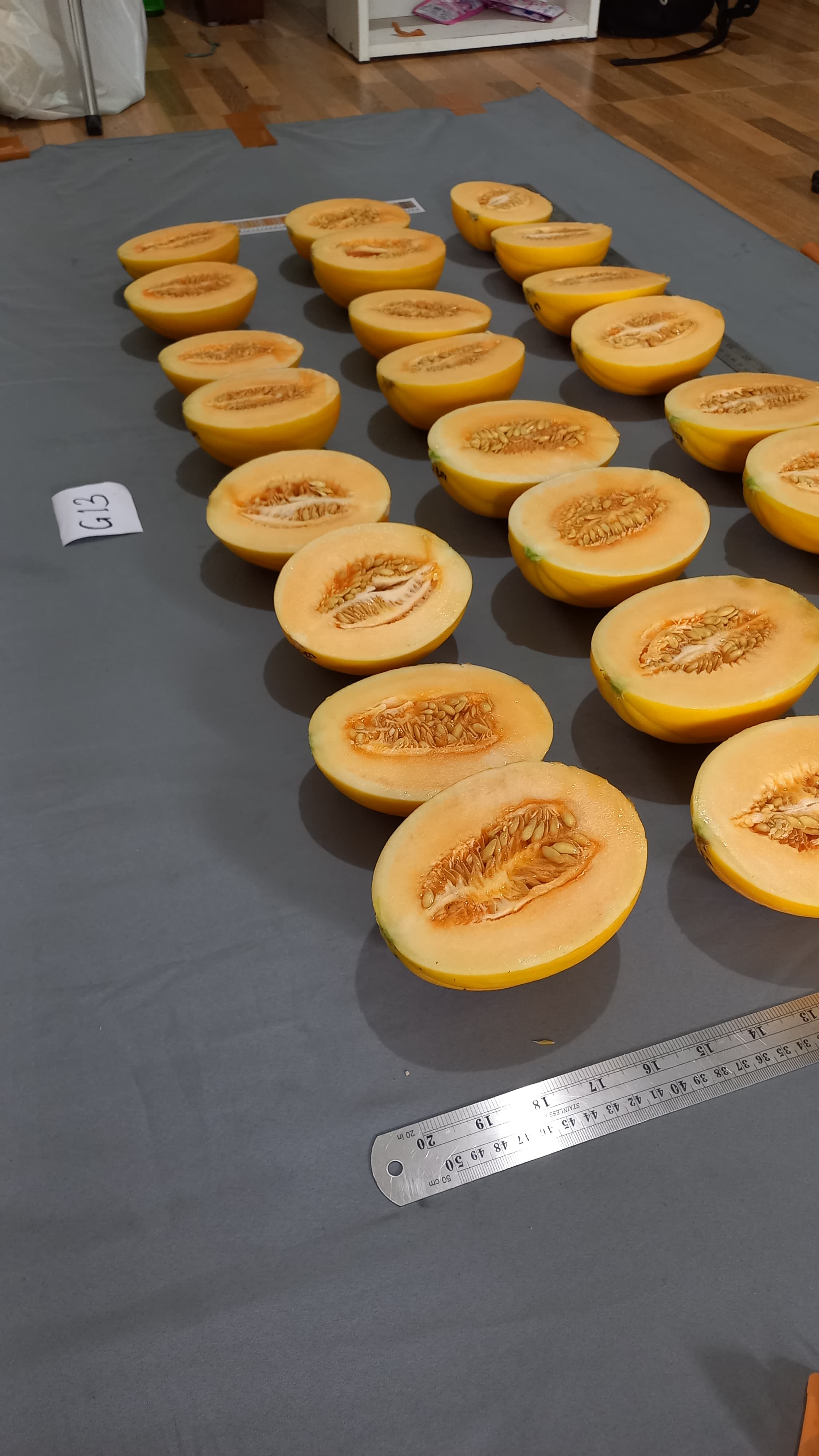 Khansa melakukan penelitian melon (Dokumentasi oleh Khansa).
