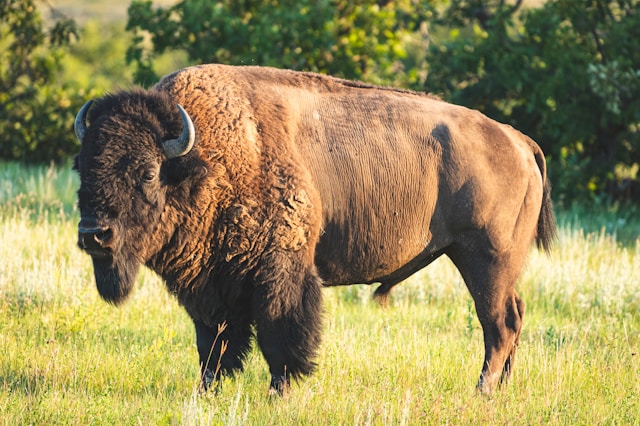 Bison Amerika | Unsplash