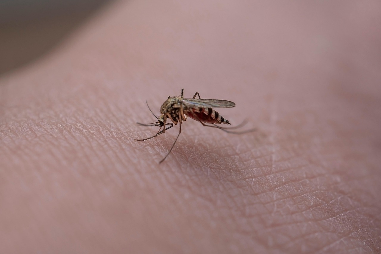 nyamuk Aedes aegypti sedang menggigit tangan