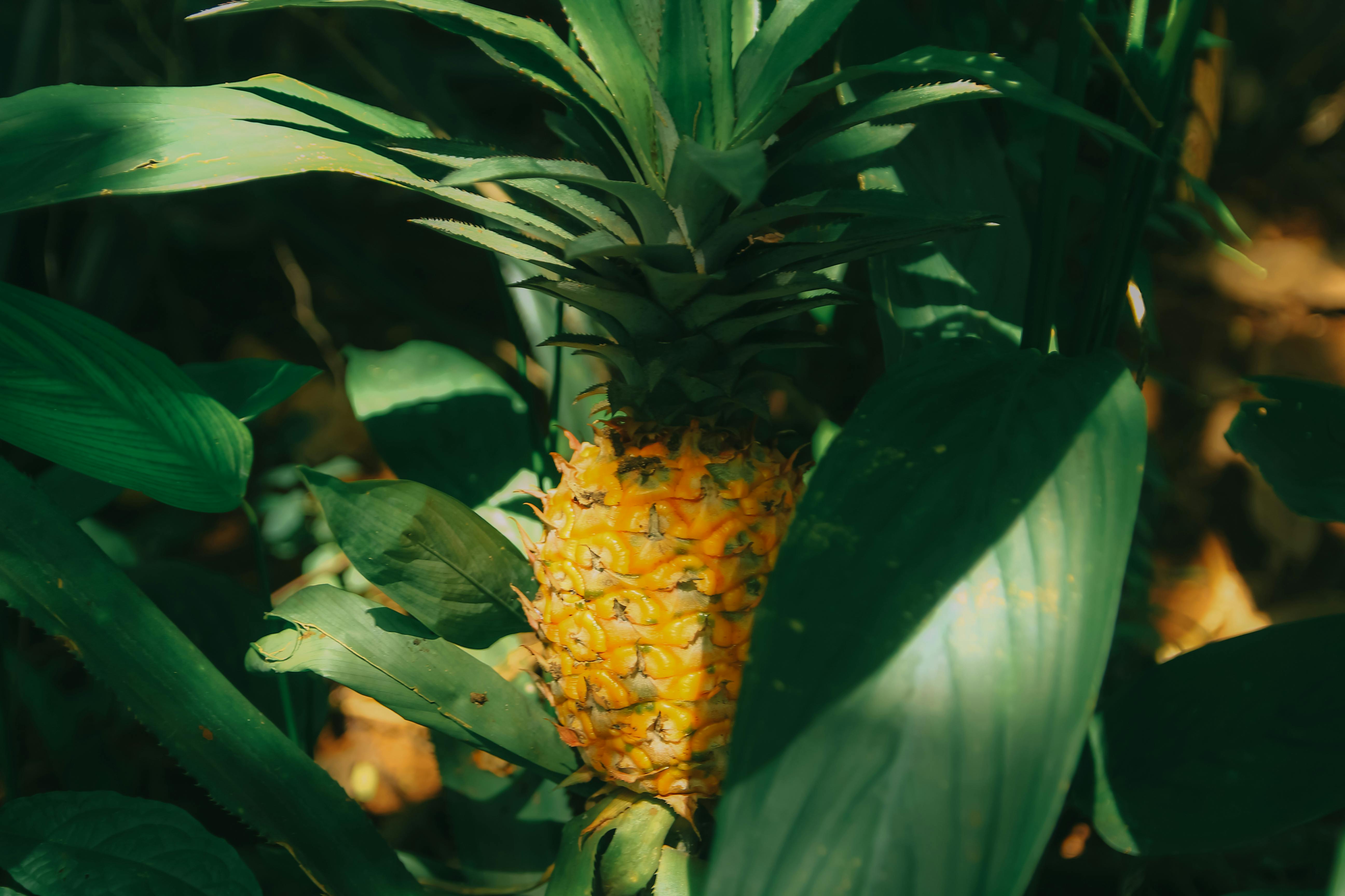 Foto Buah Nanas 