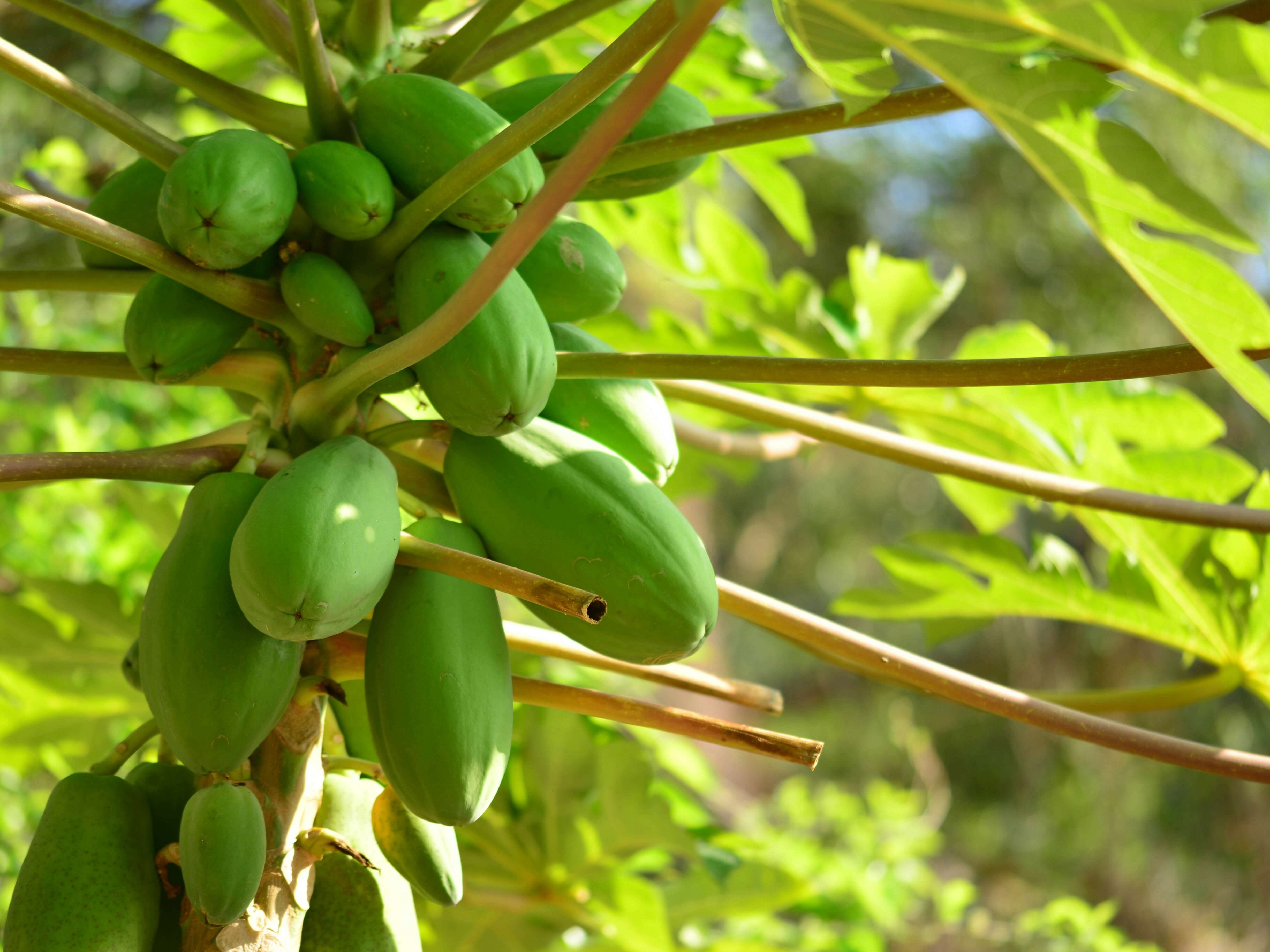 Pepaya, Salah Satu Rekomendasi Buah untuk Rujak | Sumber: Unsplash.com @Nigel Lo