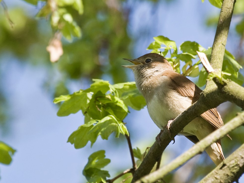 Gambar Nightingale atau Burung Bul-bul | Sumber: Wikimedia Commons @J. Dietrich