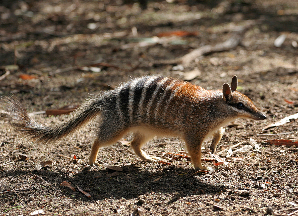 Gambar Hewan Numbat, Mamalia Australia Berawalan Huruf N | Sumber: Wikimedia Commons @Martin Pot