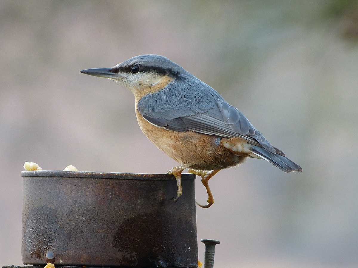 Potret Nuthatch atau Sitta, Dikenal Juga dengan Nama Munguk | Sumber: Wikimedia Commons @Magnus Manske