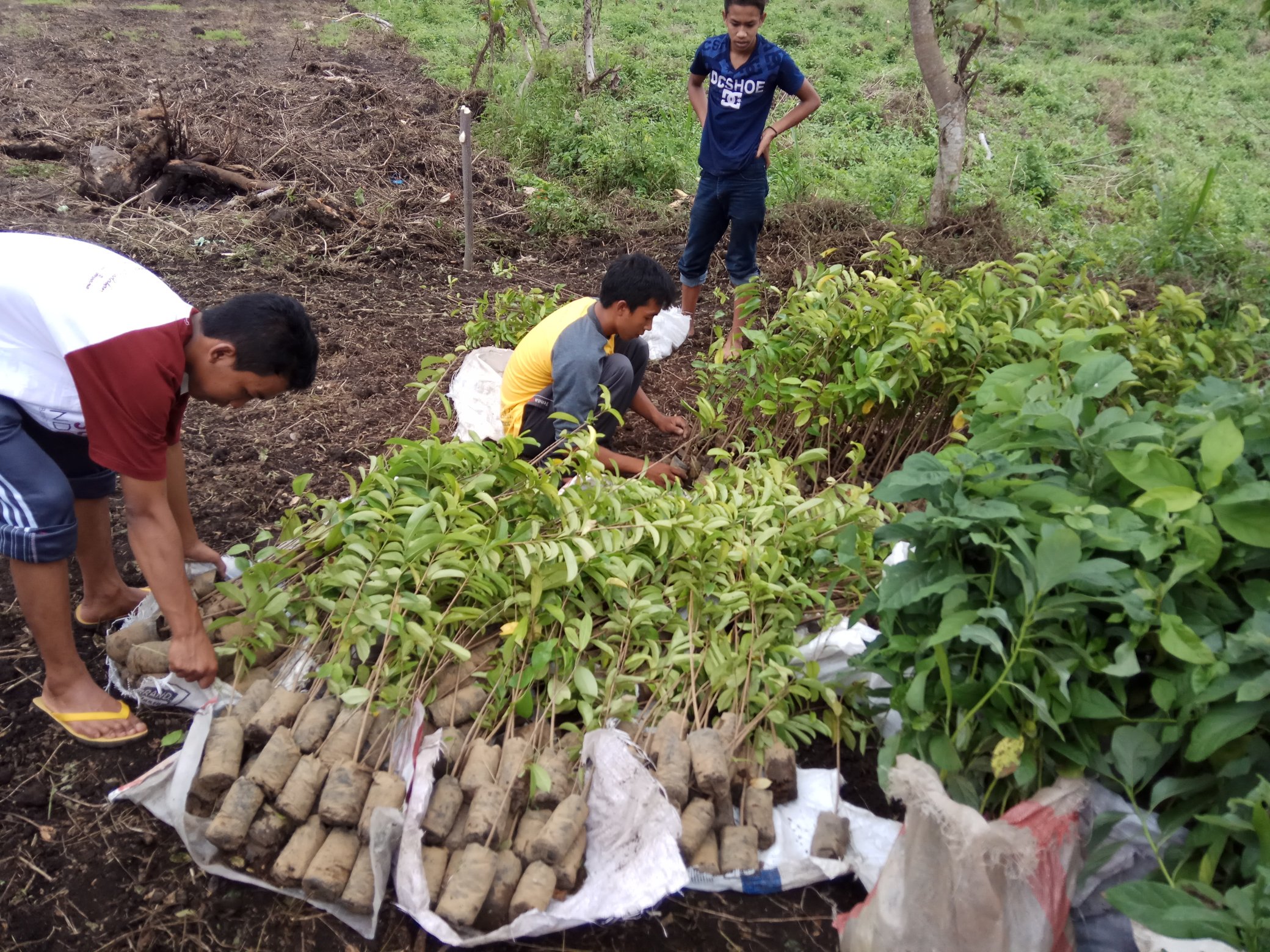 Foto Penanaman Pohon oleh Laskar Hijau dalam Rangka Kenduri Pohon