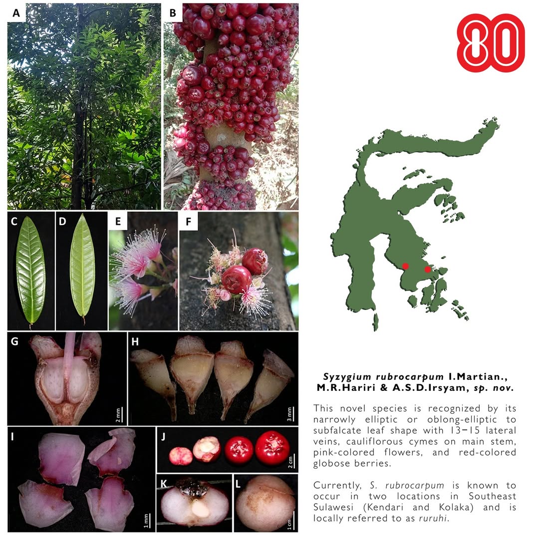 Perbedaan Buah Ruruhi dan Gowok Menurut Peneliti BRIN dan ITB | sumber: mas.irsyam