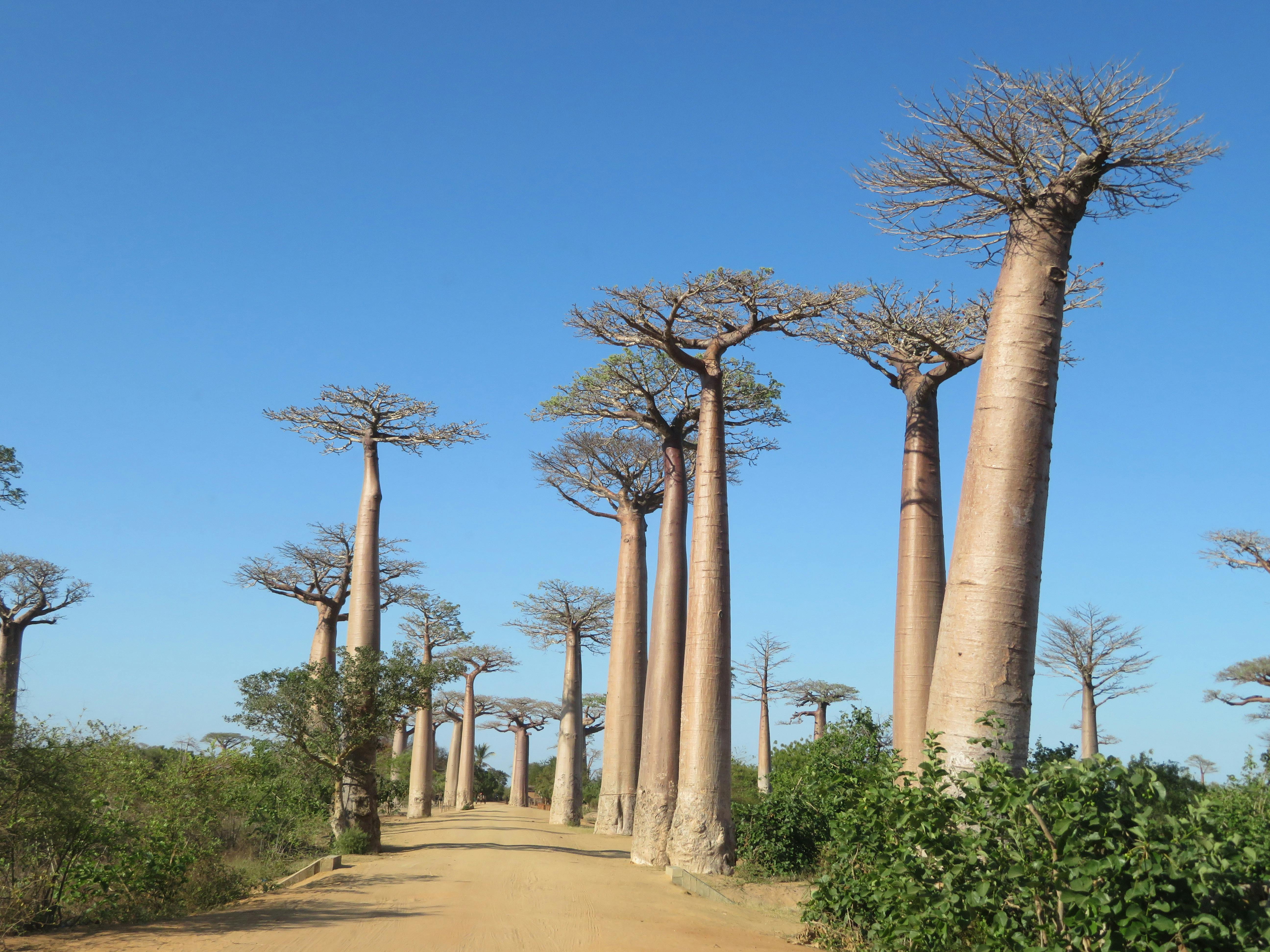 Foto Pohon Baobab dari Afrika