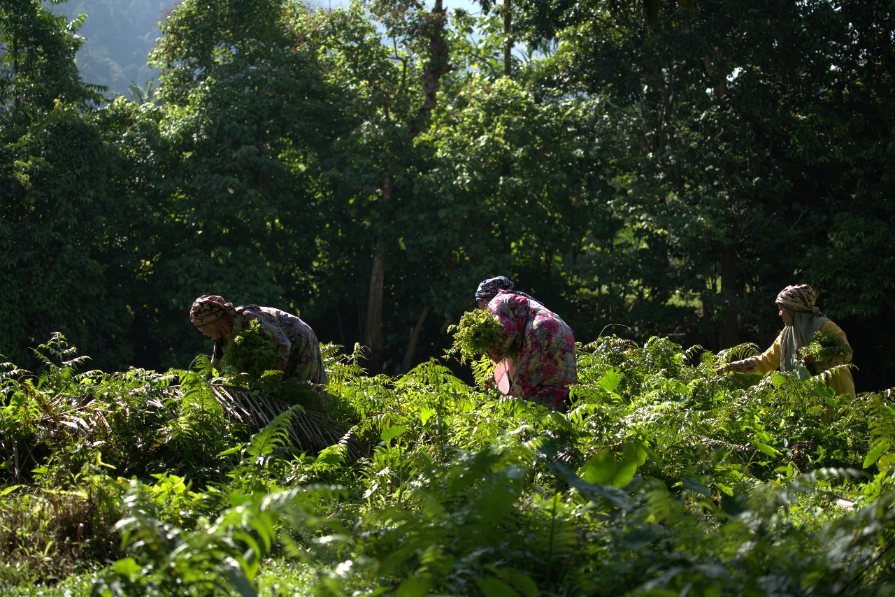 Perempuan Minangkabau memetik pakis bersama di kebun. Proses marandang dimulai sejak dari alam; dari menyiangi bahan hingga memasaknya di dapur kolektif, semua dilakukan dengan semangat gotong royong. Foto oleh Rekam Indonesia/GNF