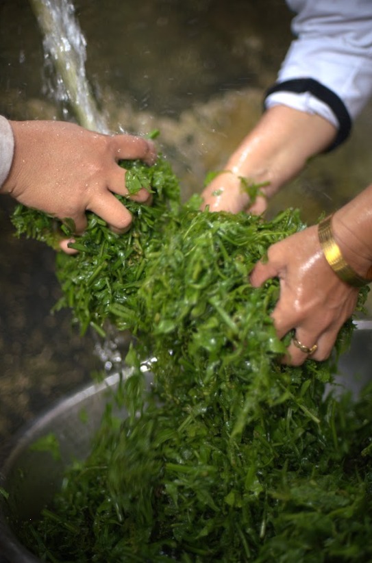 Mencuci daun paku untuk Rendang Paku. Dari tepian sungai hingga dapur keluarga, setiap tahap proses marandang menuntut ketelitian dan kebersamaan. Foto oleh Rekam Indonesia/GNFI