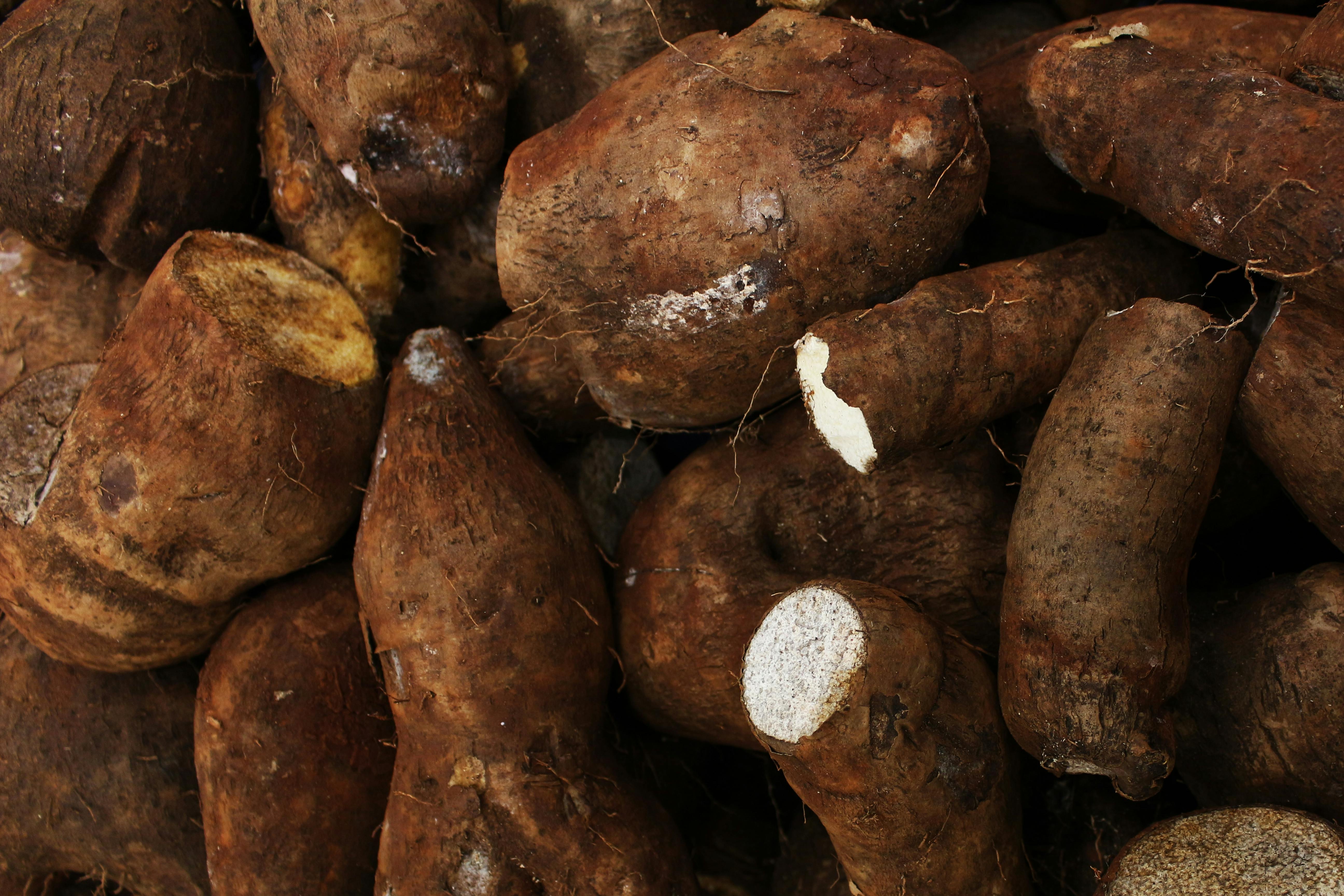 Foto Singkong, Bahan Nasi Oyek 