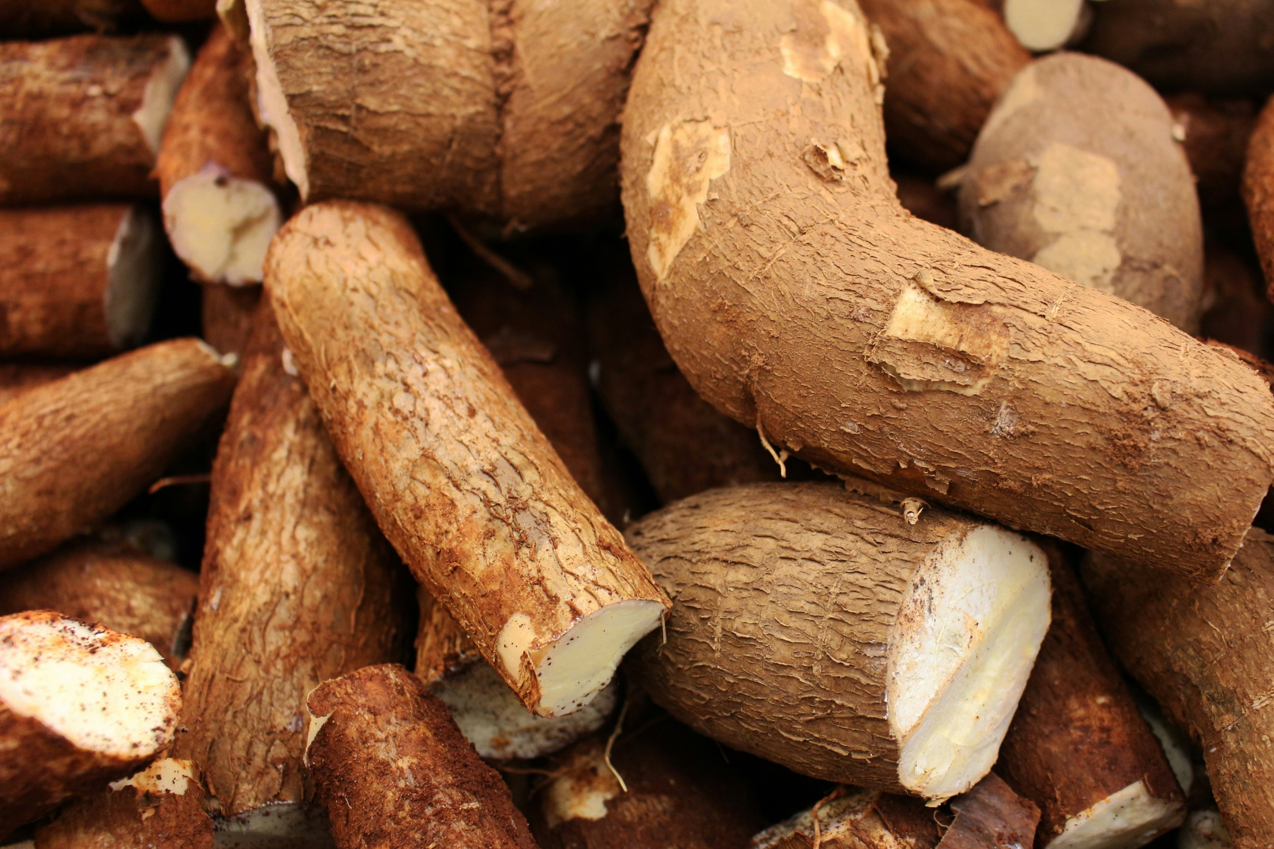 Foto Singkong, Bahan Nasi Tiwul